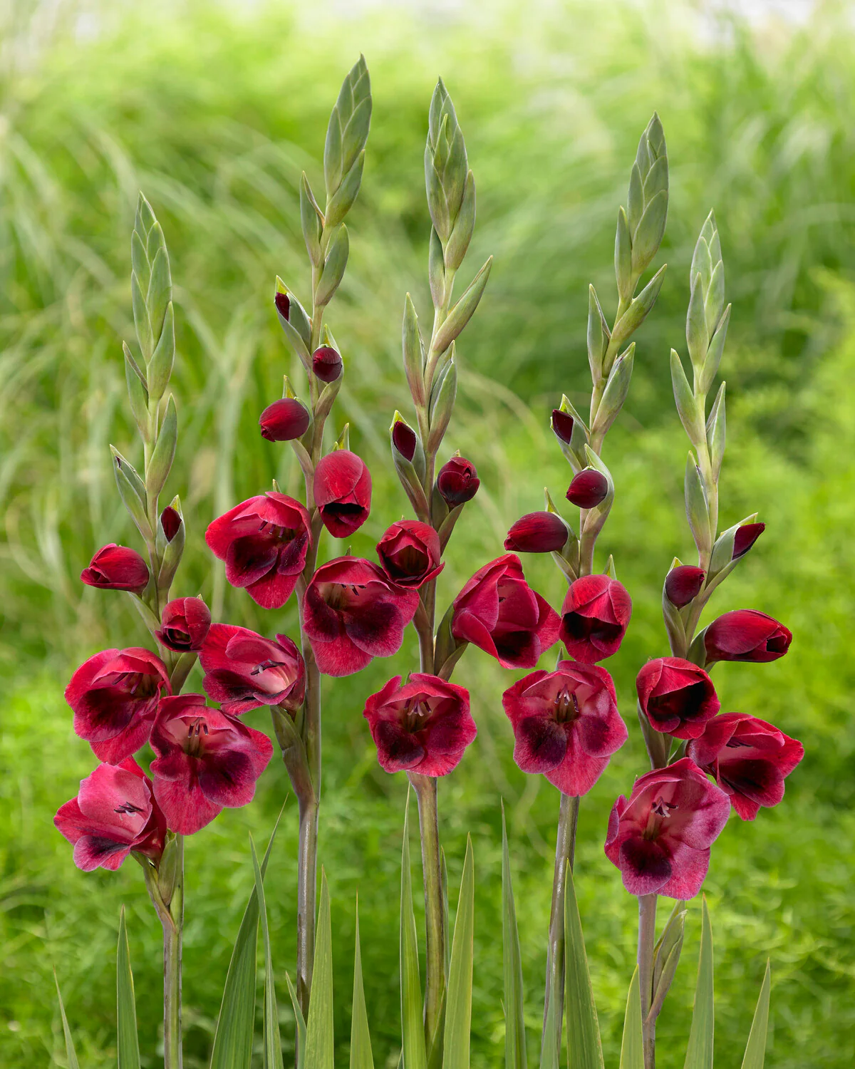 Gladiolus 'Ruby Red' - Image 5