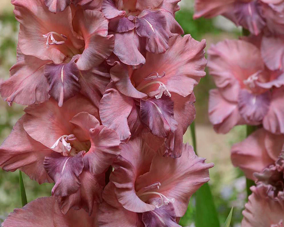 Gladiolus 'Rusty Chestnut' - Image 2