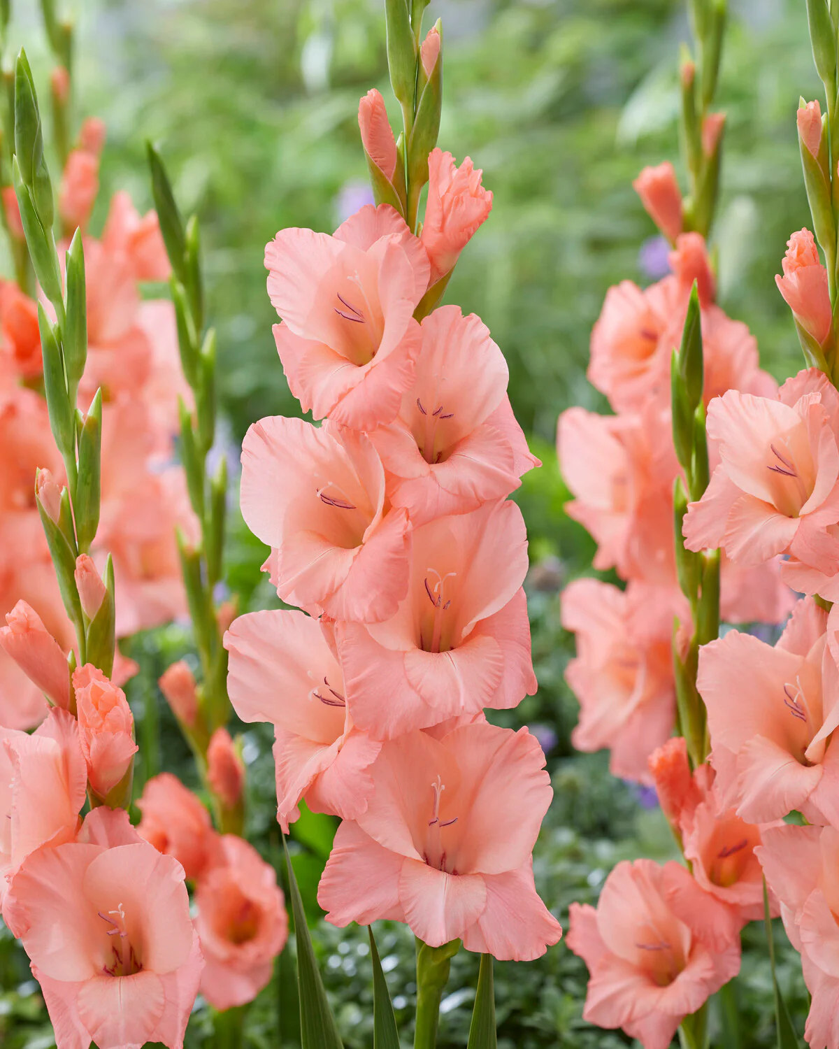 Gladiolus 'Sugar Babe'