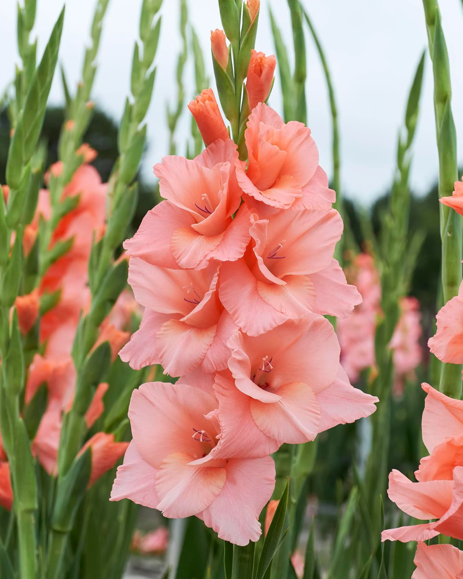 Gladiolus 'Sugar Babe' - Image 2