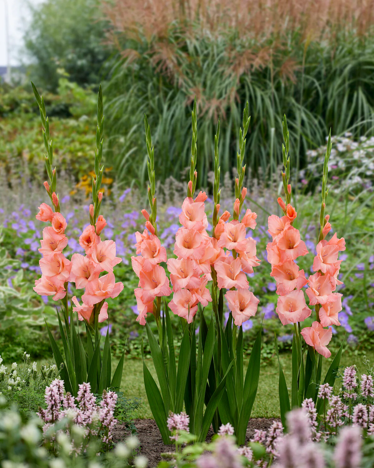 Gladiolus 'Sugar Babe' - Image 3
