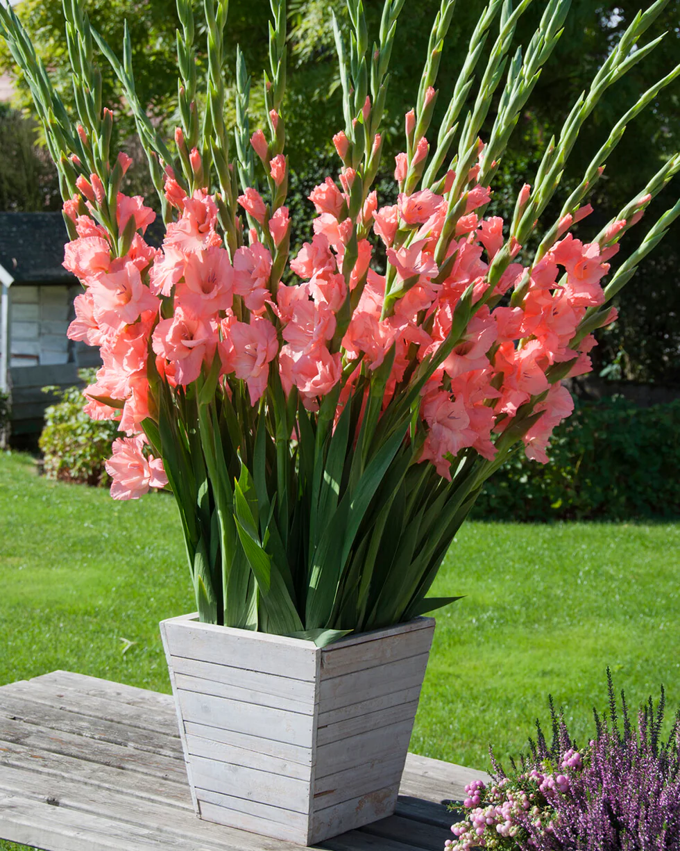 Gladiolus 'Sugar Babe' - Image 4