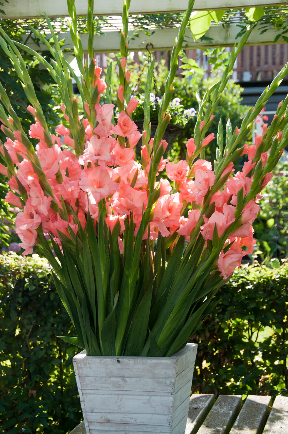 Gladiolus 'Sugar Babe' - Image 6