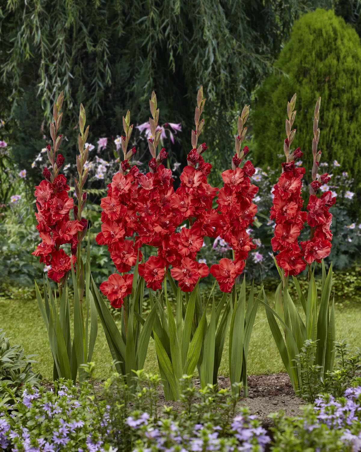Gladiolus 'Velvet Raspberry' - Image 2