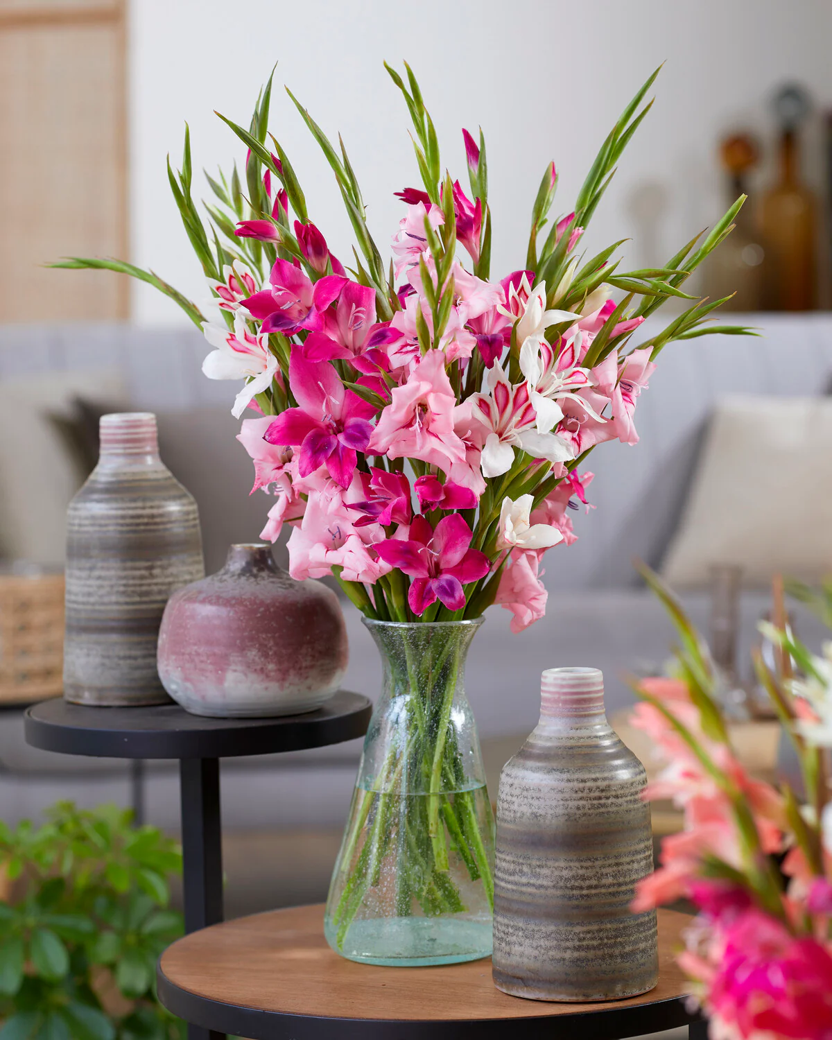 Gladiolus 'Vulcano' - Image 3