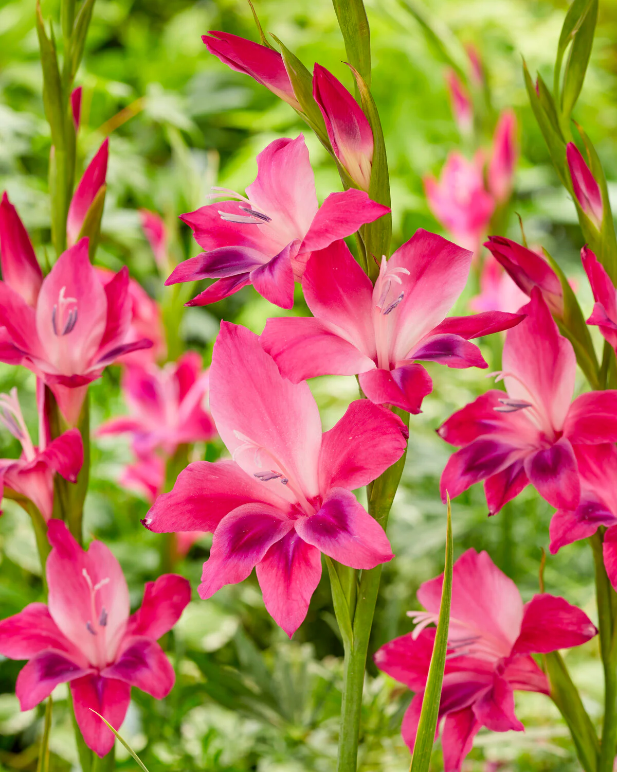 Gladiolus 'Vulcano' - Image 6