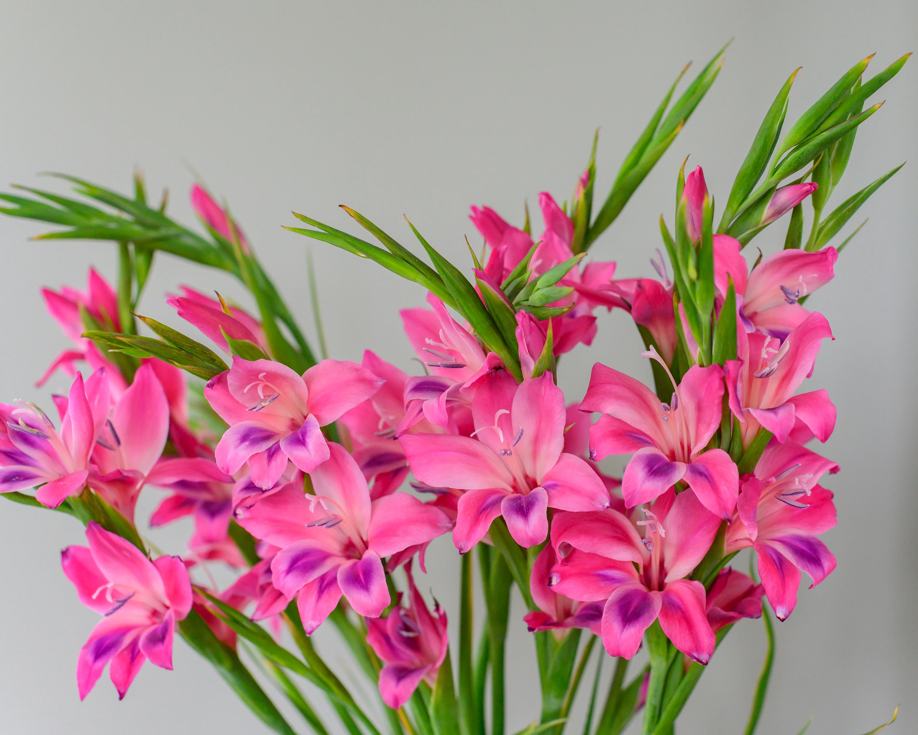 Gladiolus 'Vulcano' - Image 7