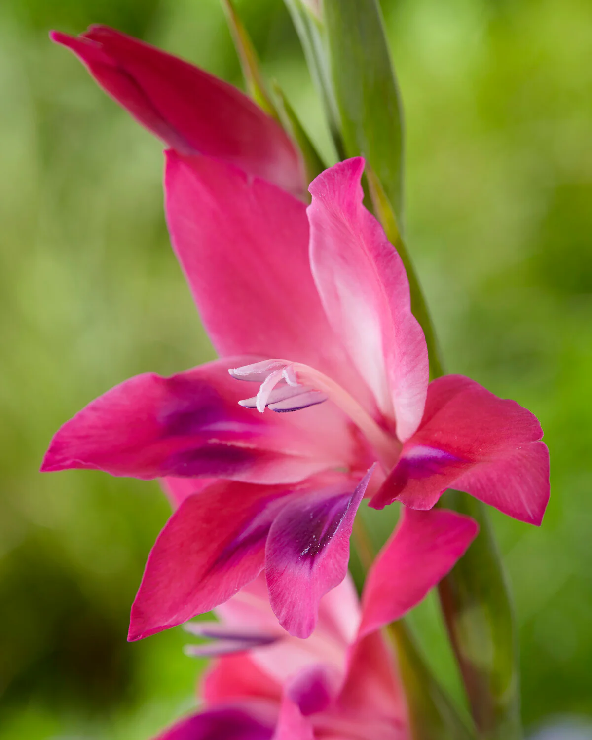 Gladiolus 'Vulcano' - Image 8