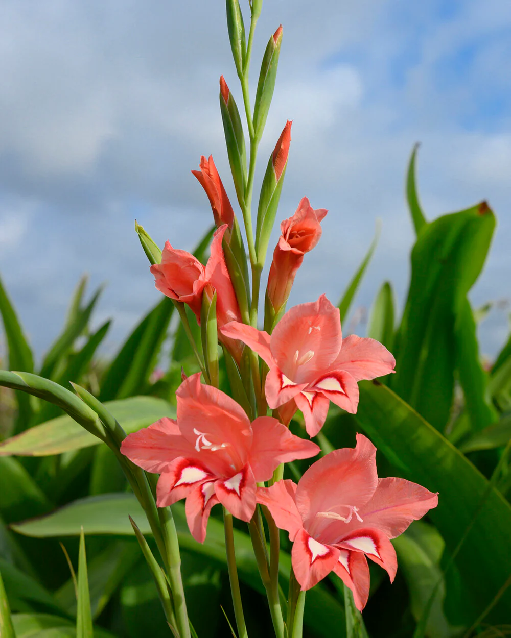 Gladiolus 'White Eyed Miss' - Image 4