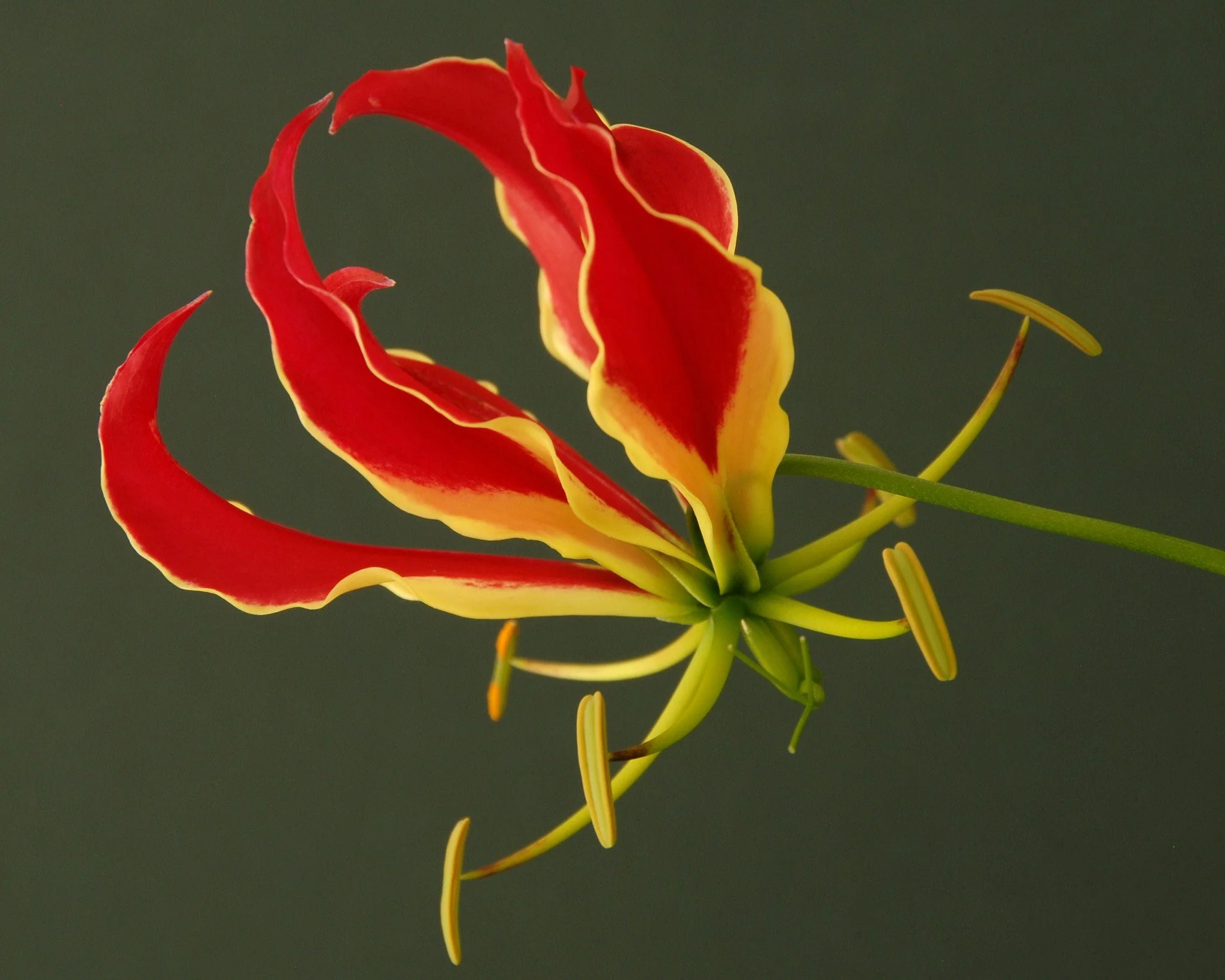 Gloriosa 'Rothschildiana' - Image 4