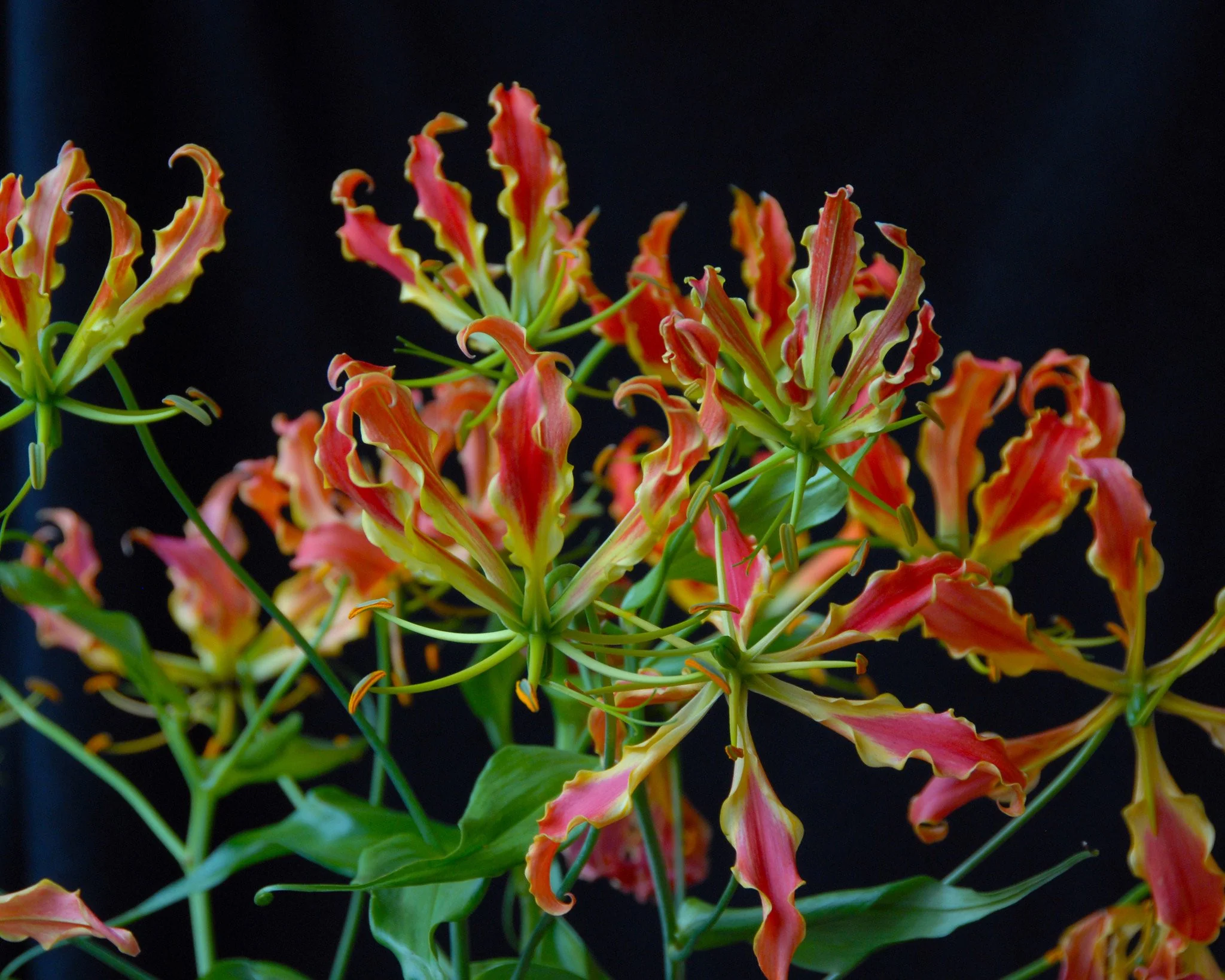 Gloriosa 'Rothschildiana' - Image 6