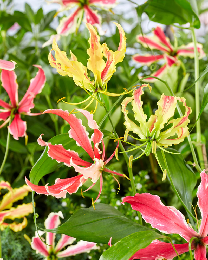 Gloriosa 'Summer Breeze' - Image 2