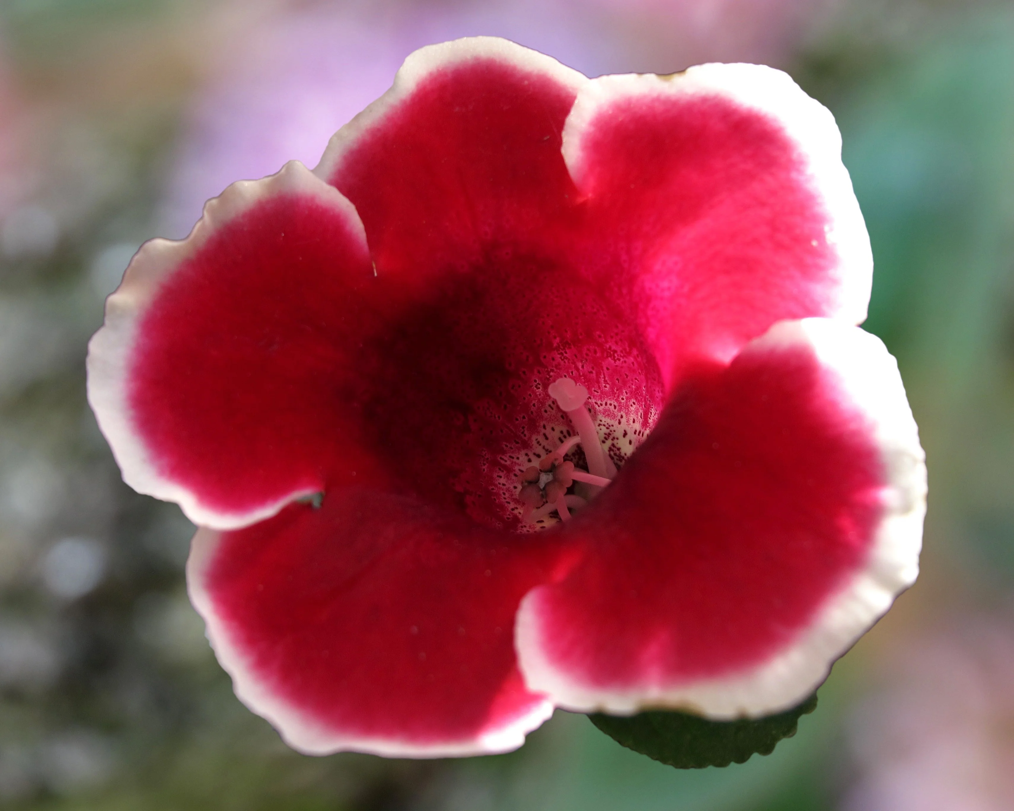 Gloxinia 'Kaiser Friedrich' - Image 4