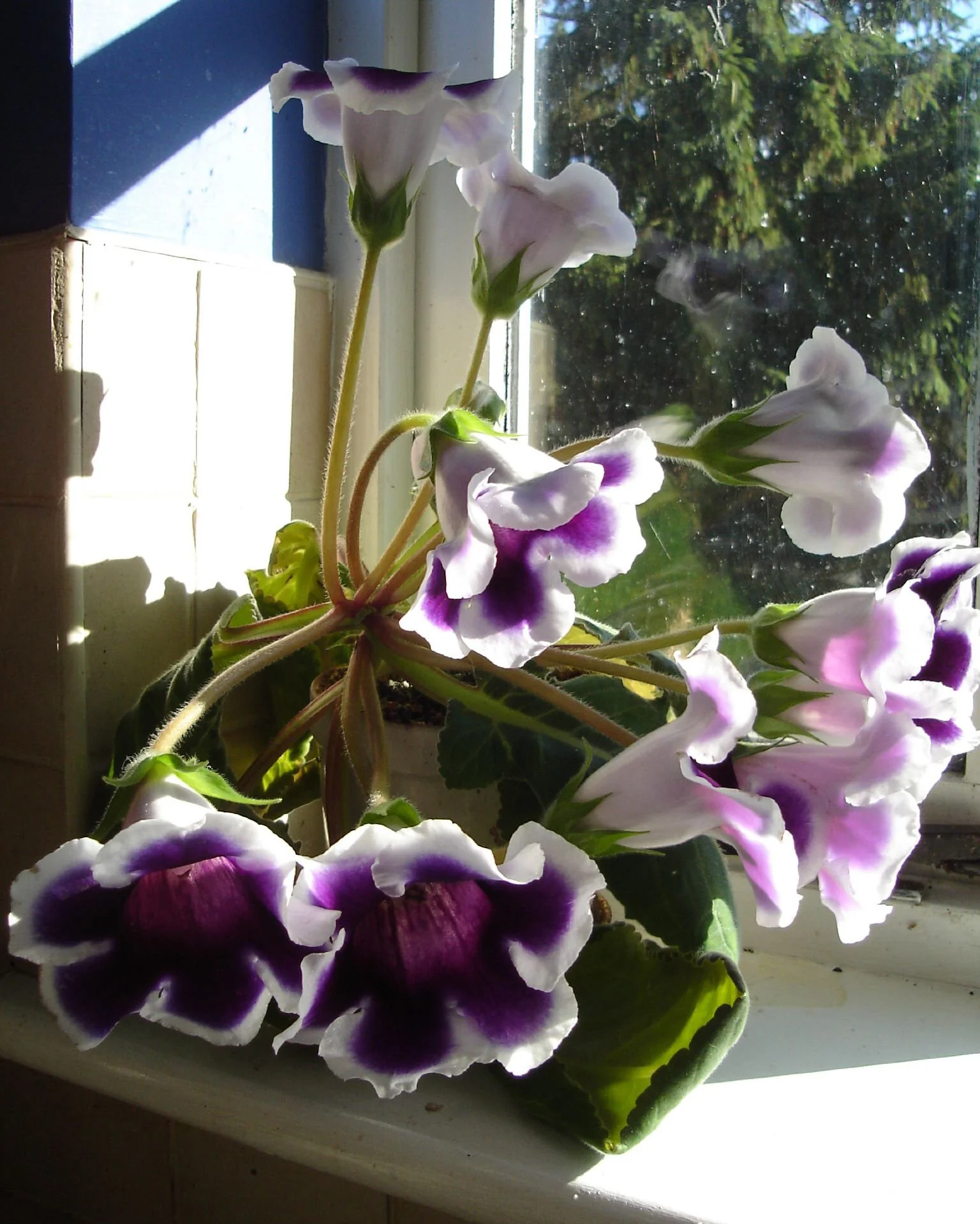 Gloxinia 'Kaiser Wilhelm' - Image 4
