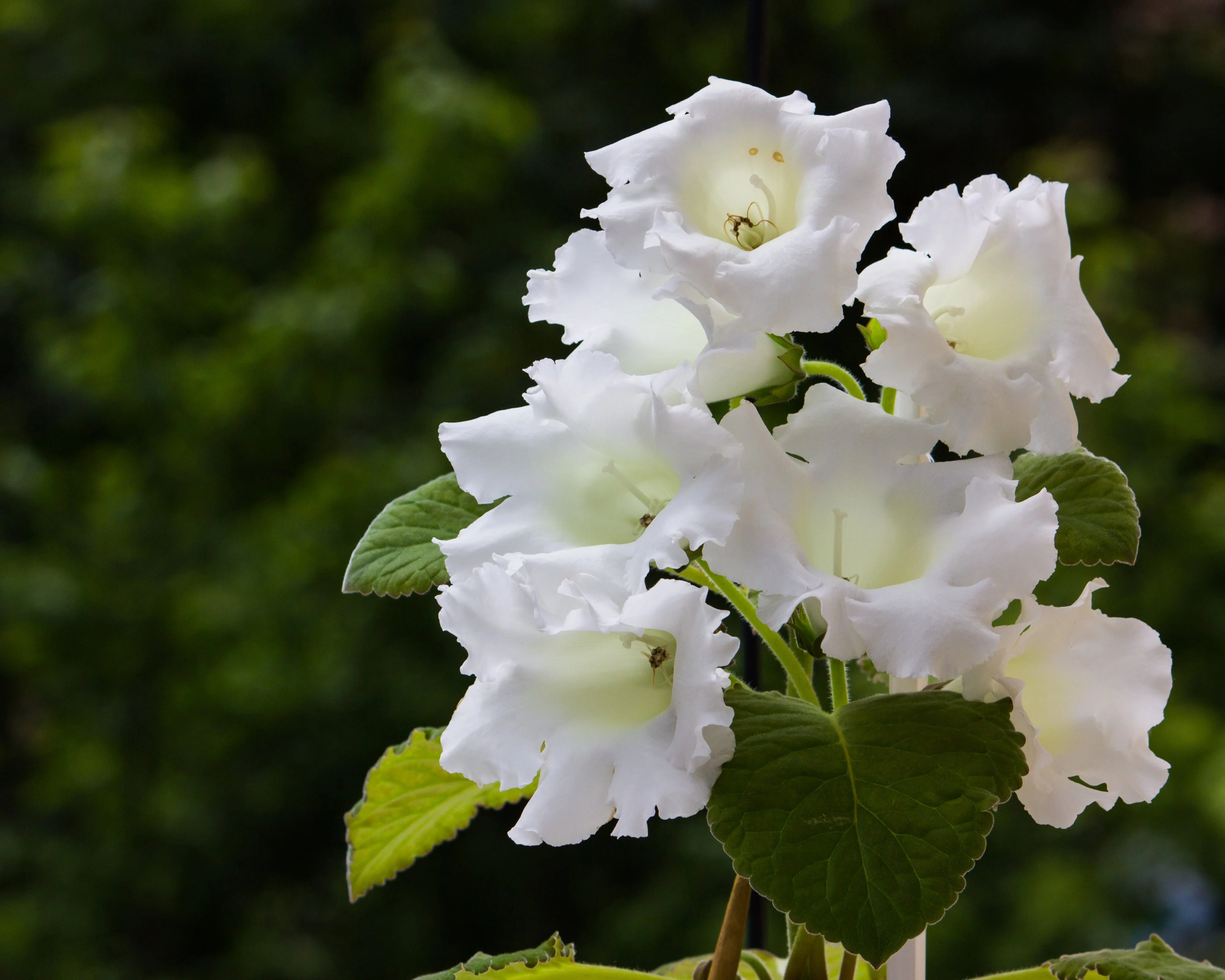 Gloxinia 'Mont Blanc' - Image 3