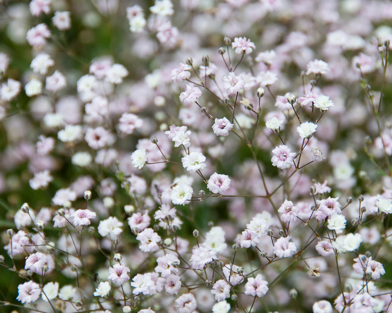 Gypsophila 'Bristol Fairy' - Image 4
