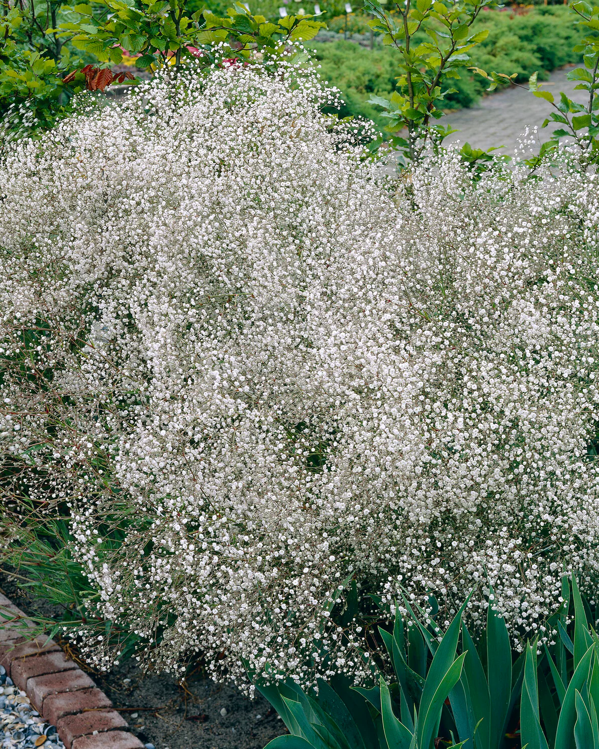 Gypsophila 'Bristol Fairy' - Image 6