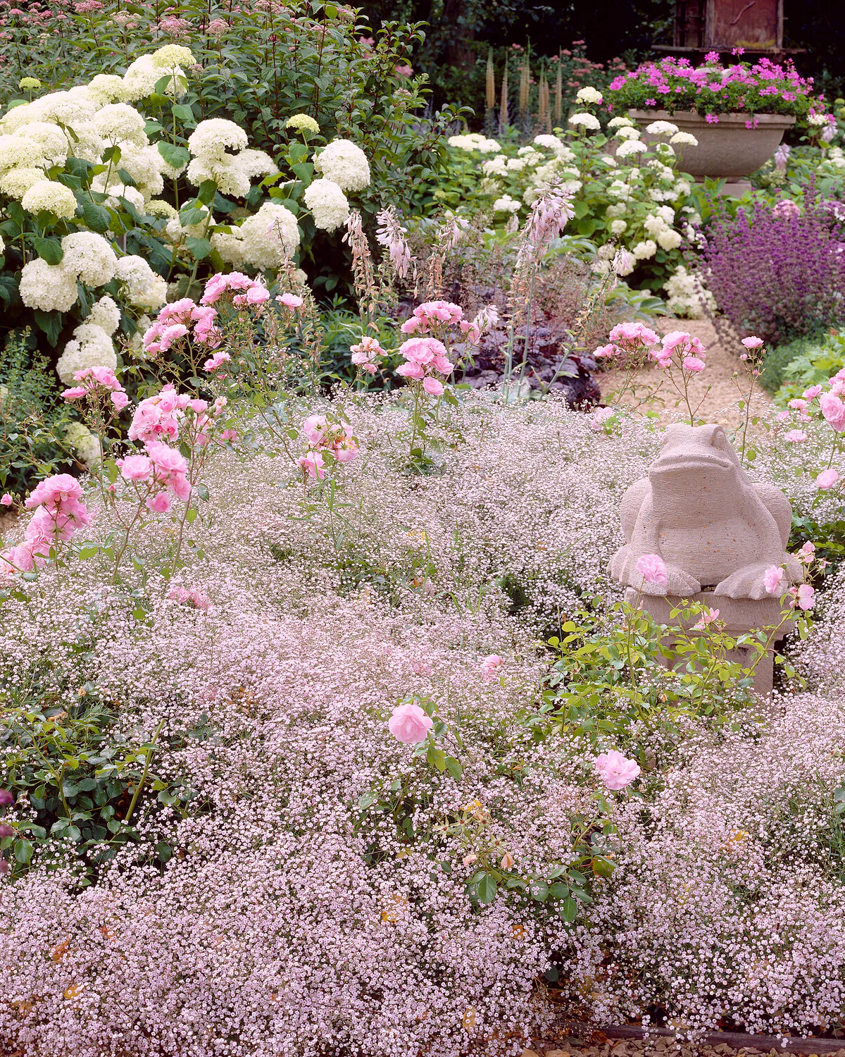 Gypsophila pacifica - Image 2