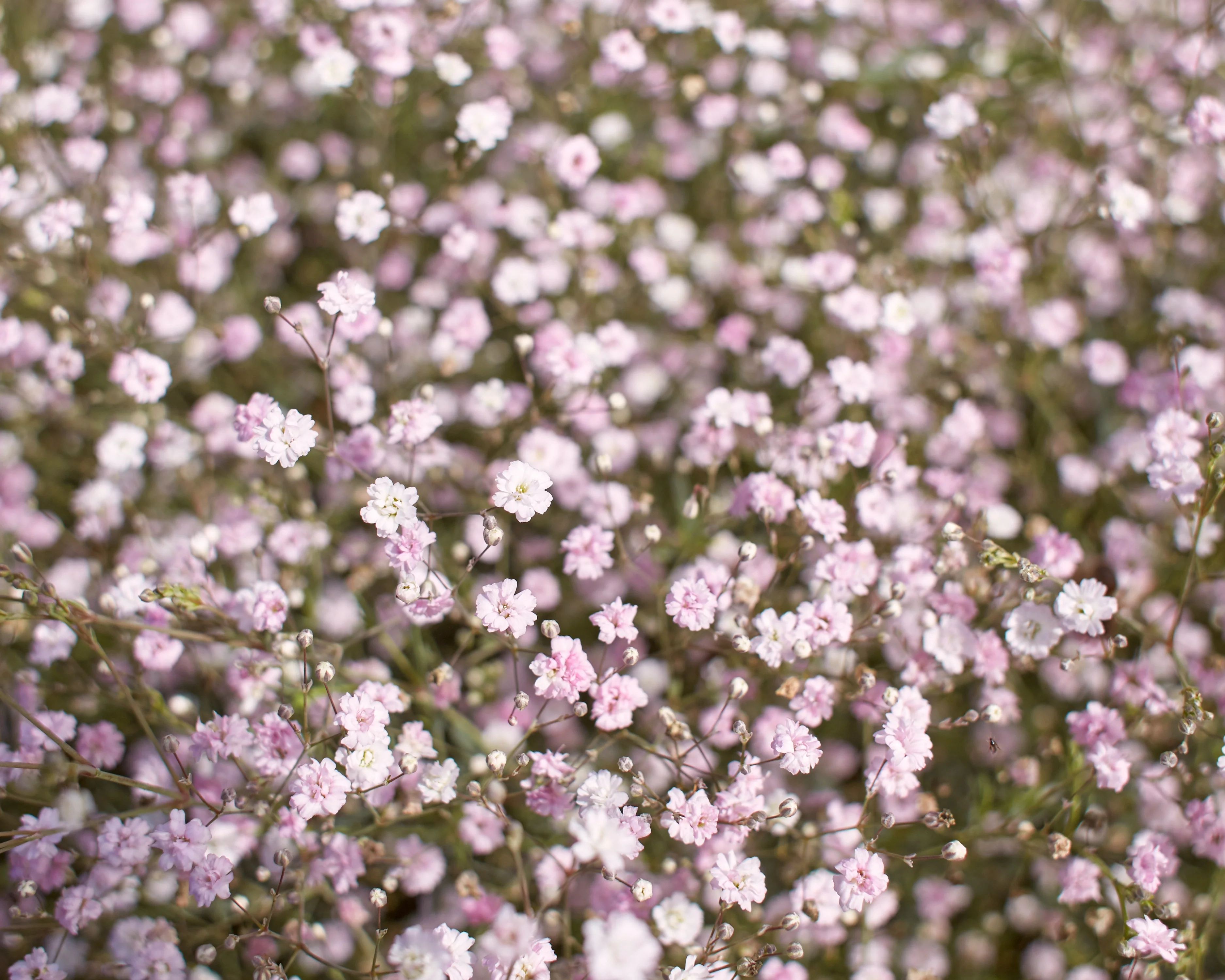 Gypsophila pacifica - Image 5