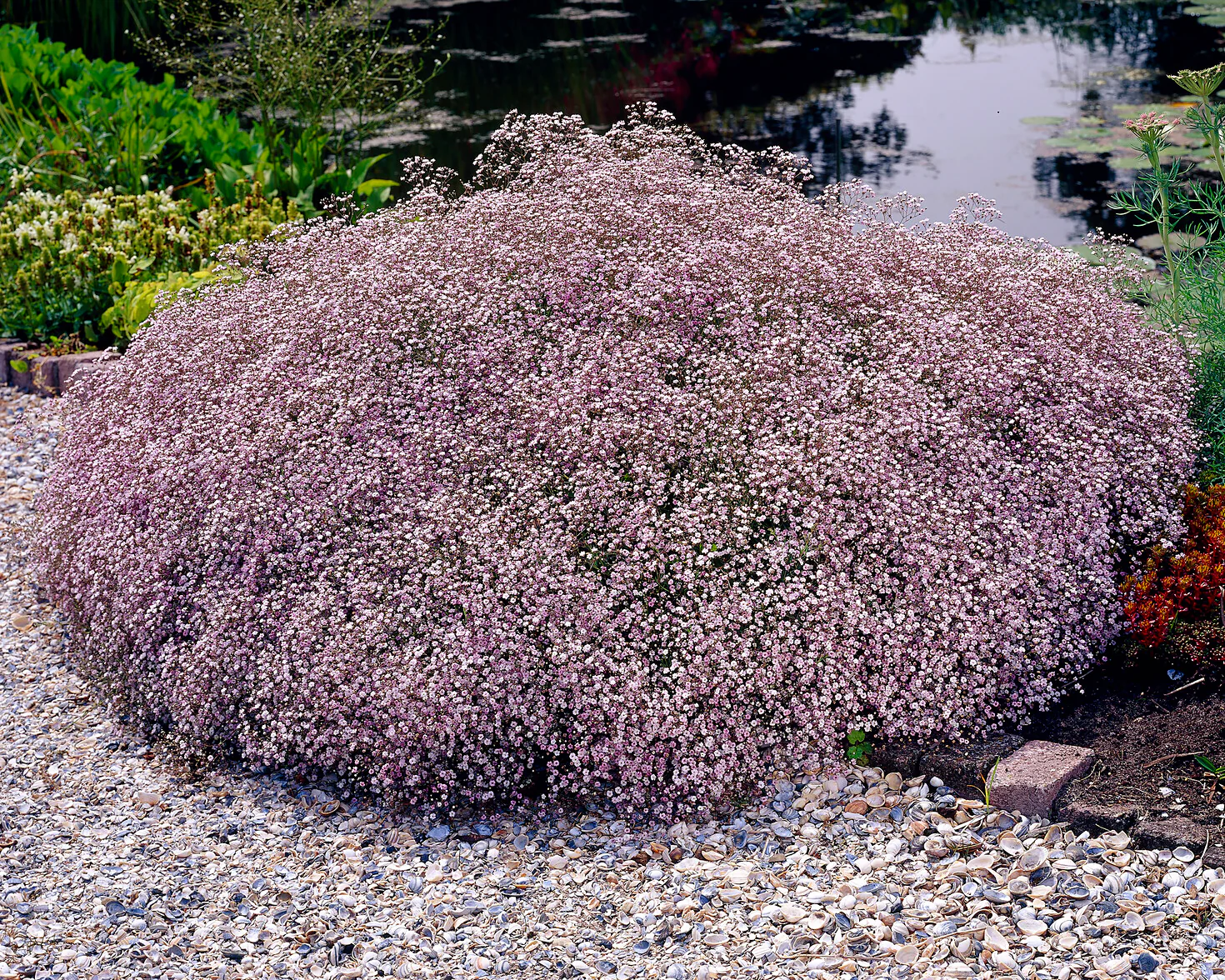 Gypsophila pacifica - Image 8