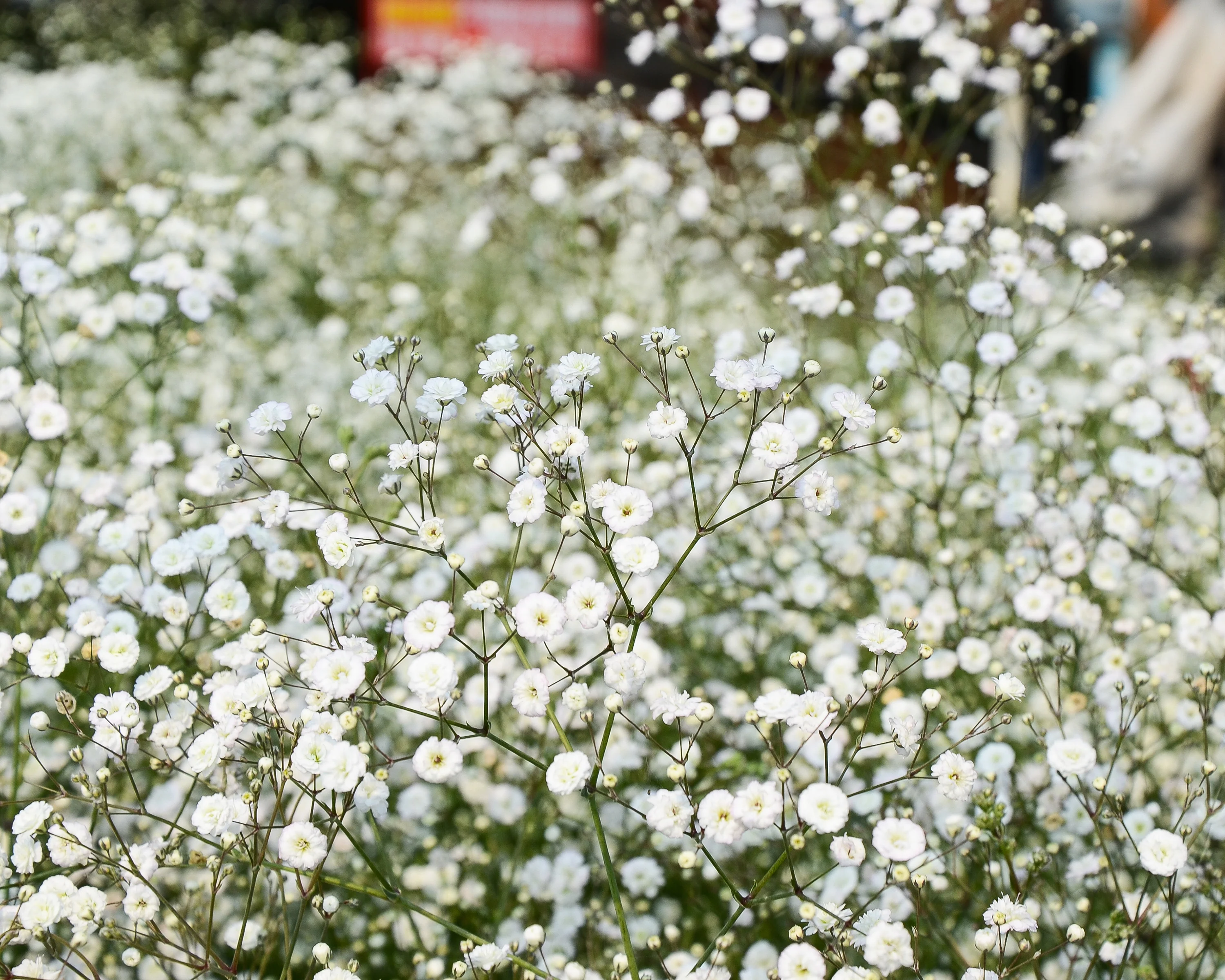 Gypsophila paniculata - Image 2