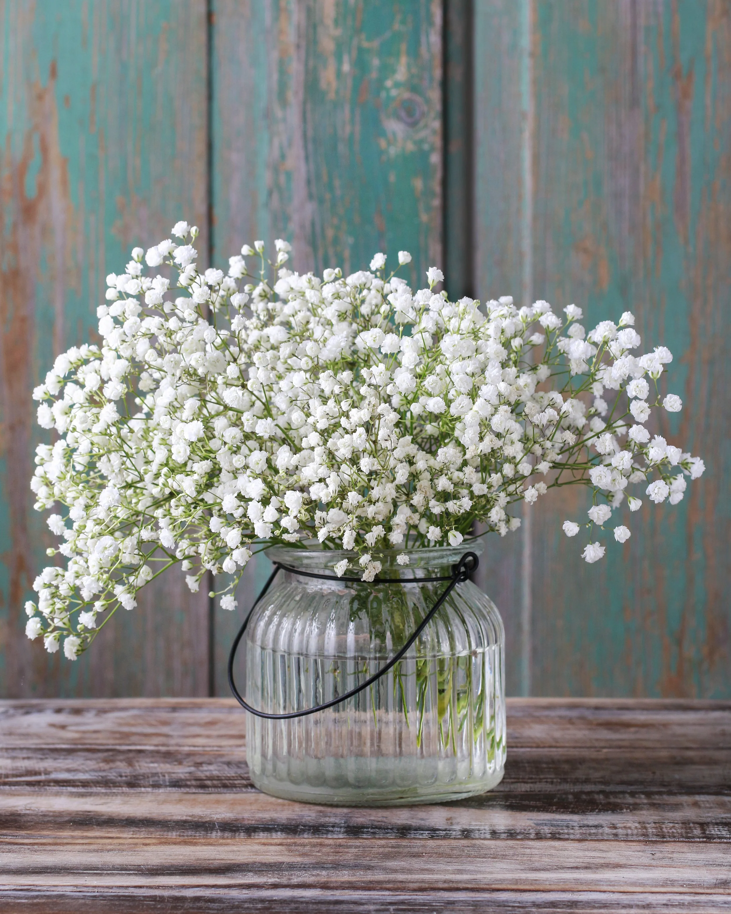 Gypsophila paniculata - Image 4