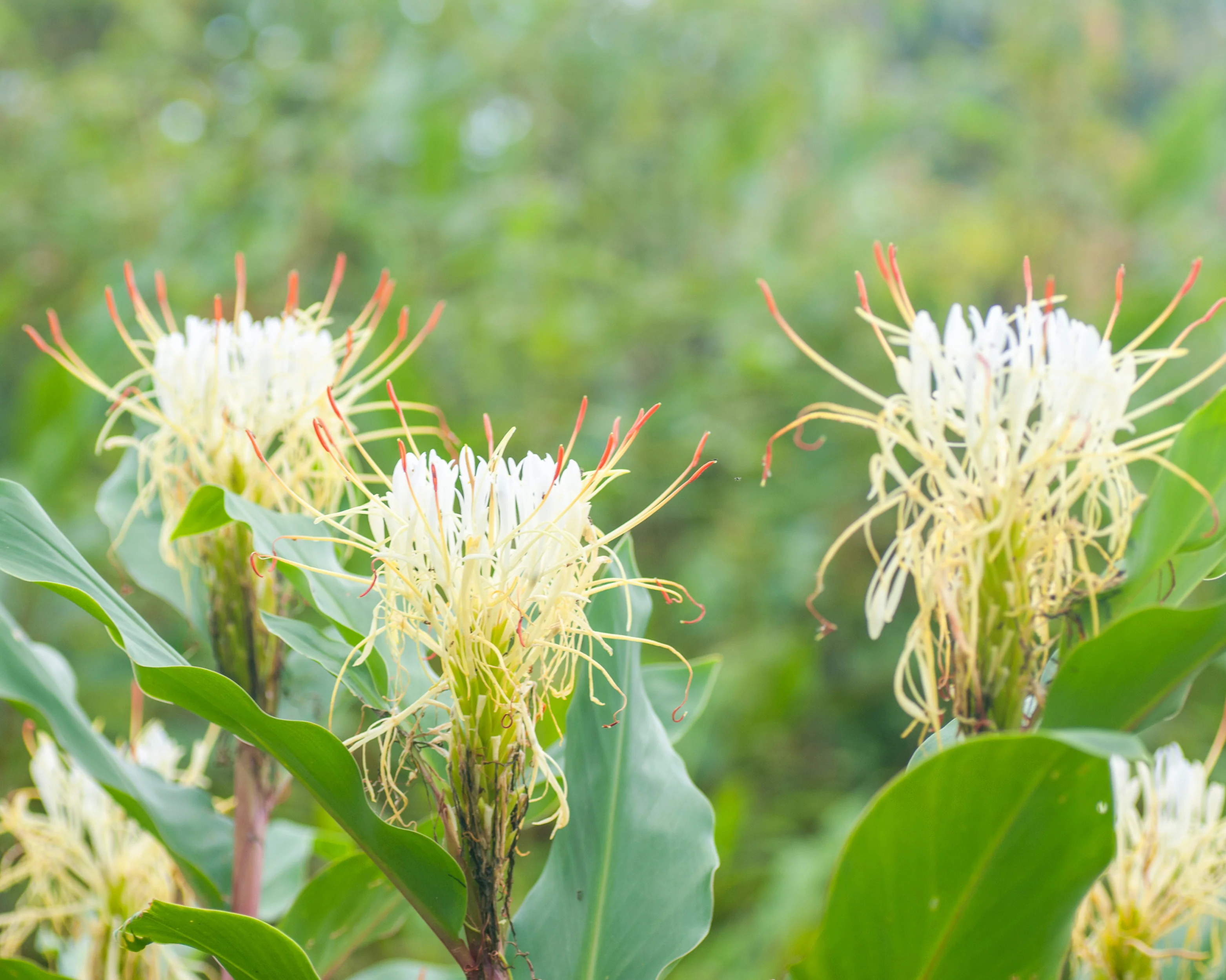 Hedychium ellipticum - Image 2