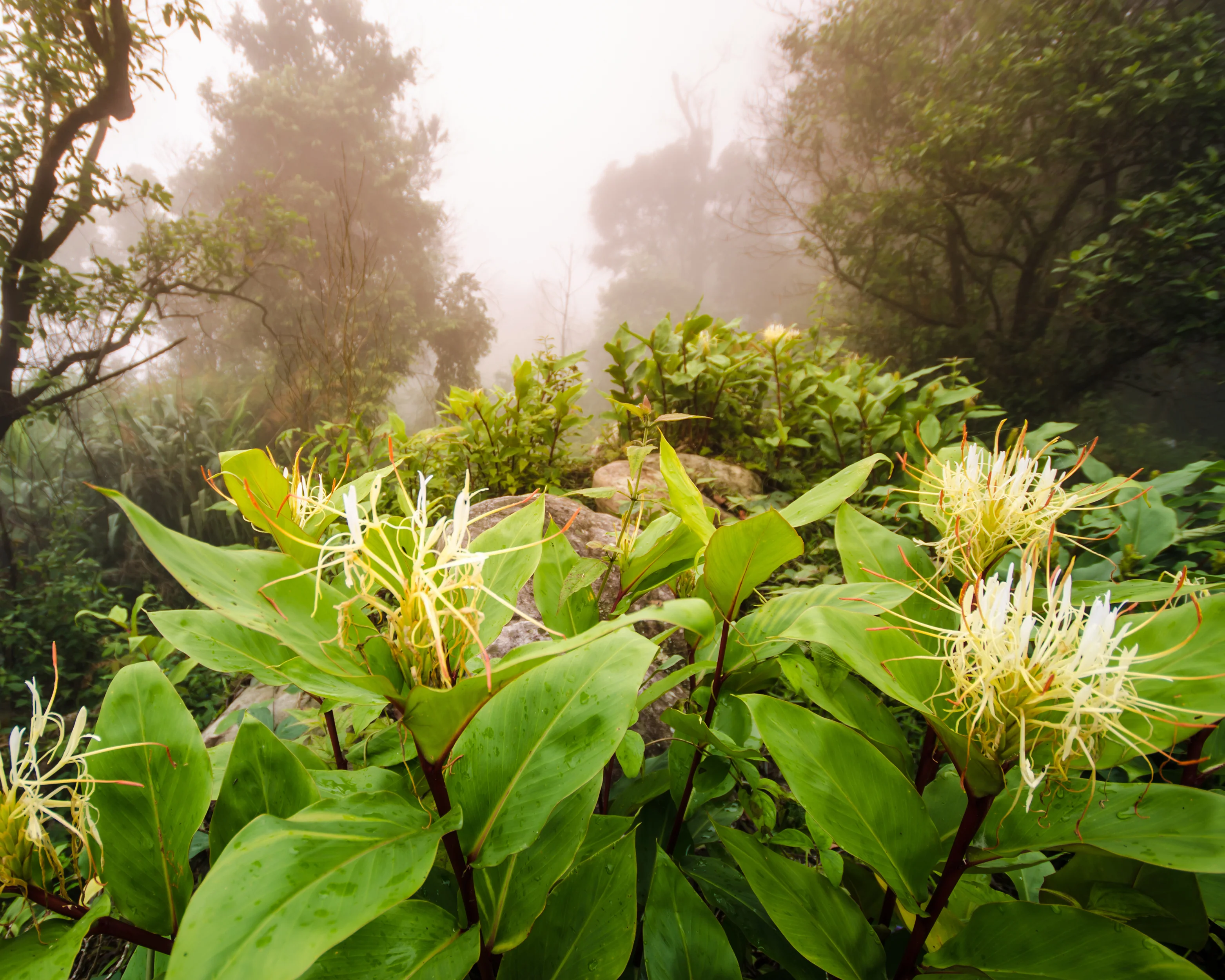 Hedychium ellipticum - Image 4