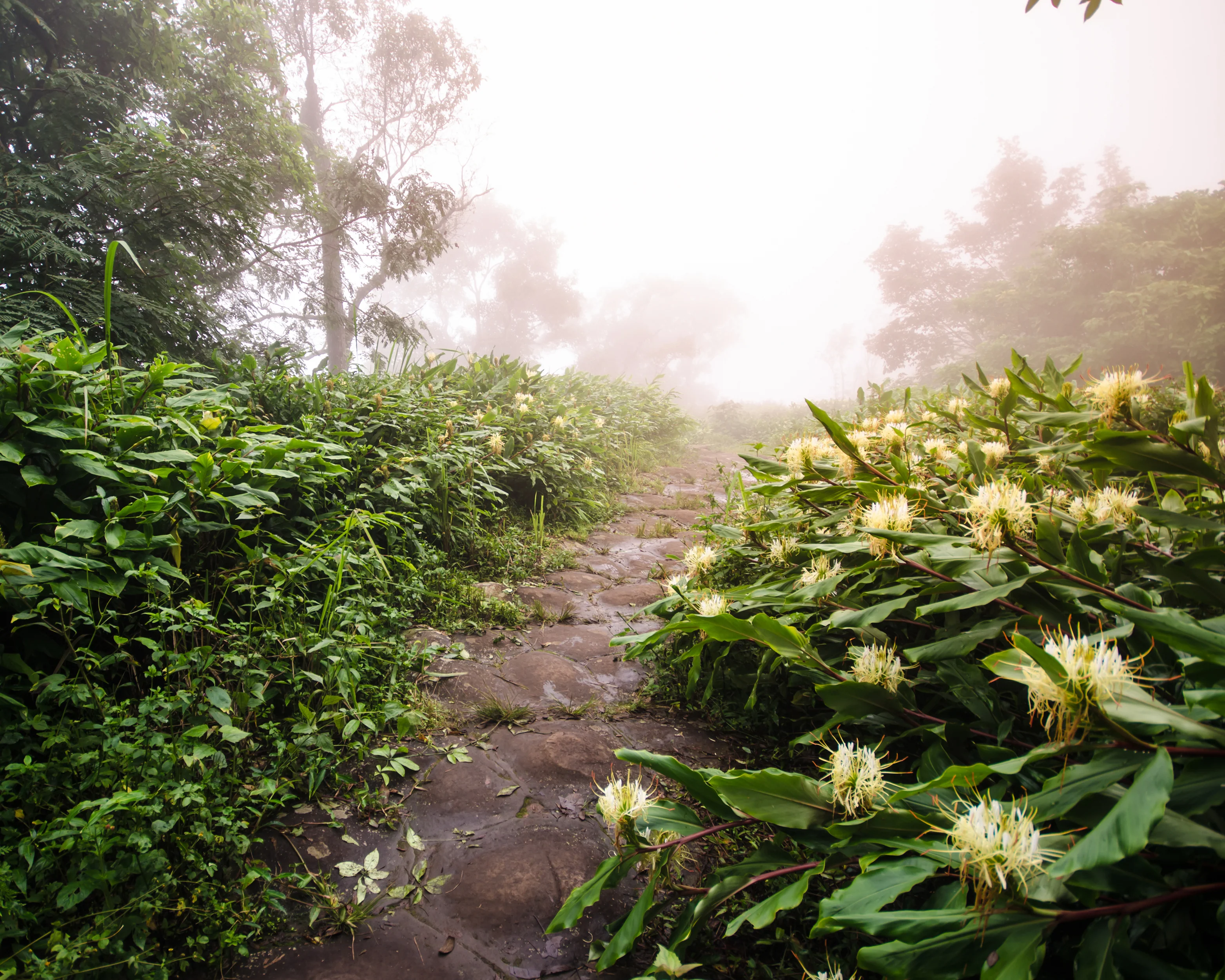 Hedychium ellipticum - Image 5