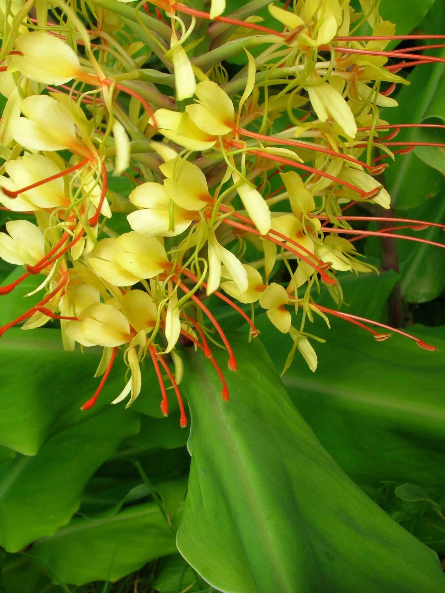 Hedychium gardnerianum - Image 10