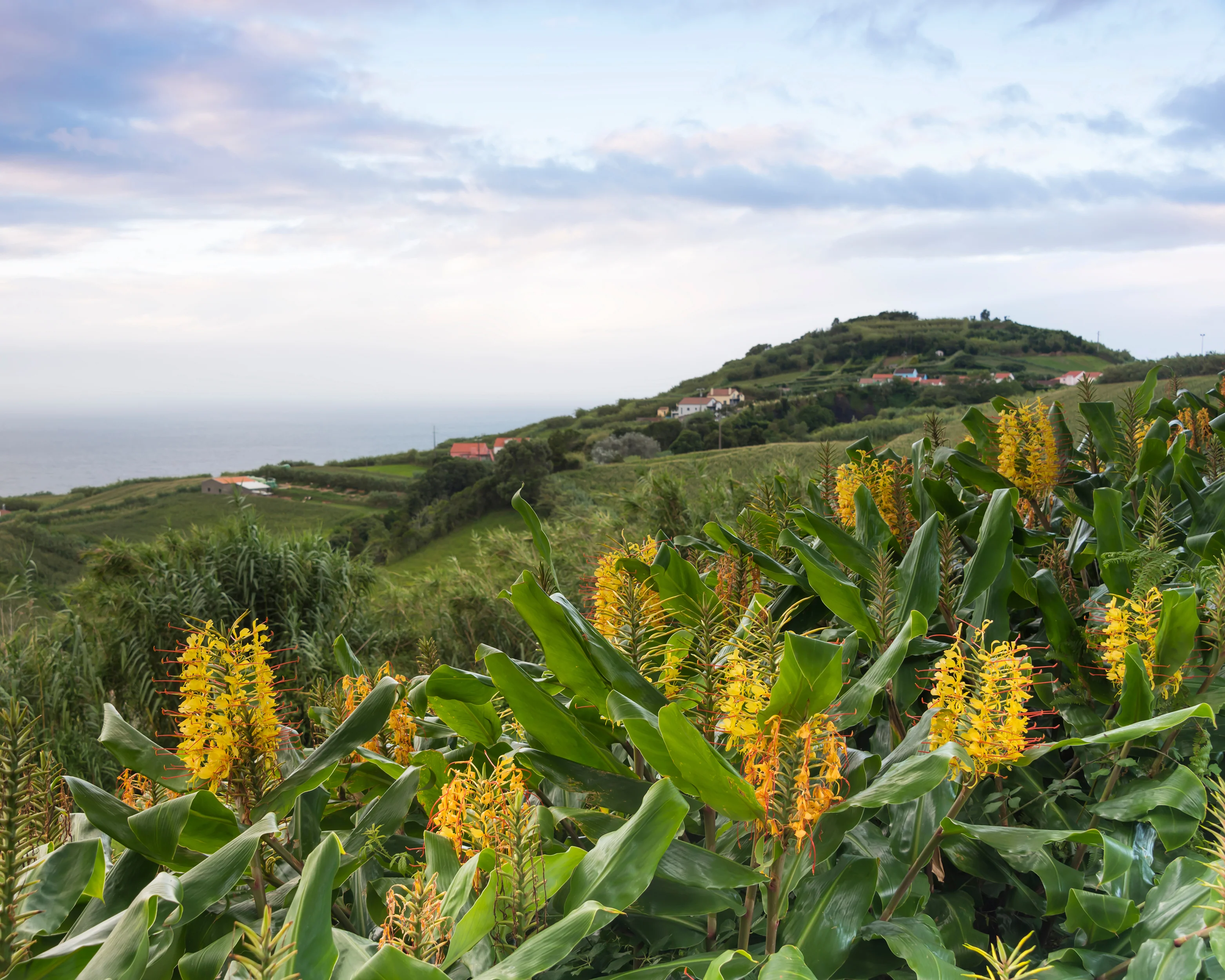 Hedychium gardnerianum - Image 4