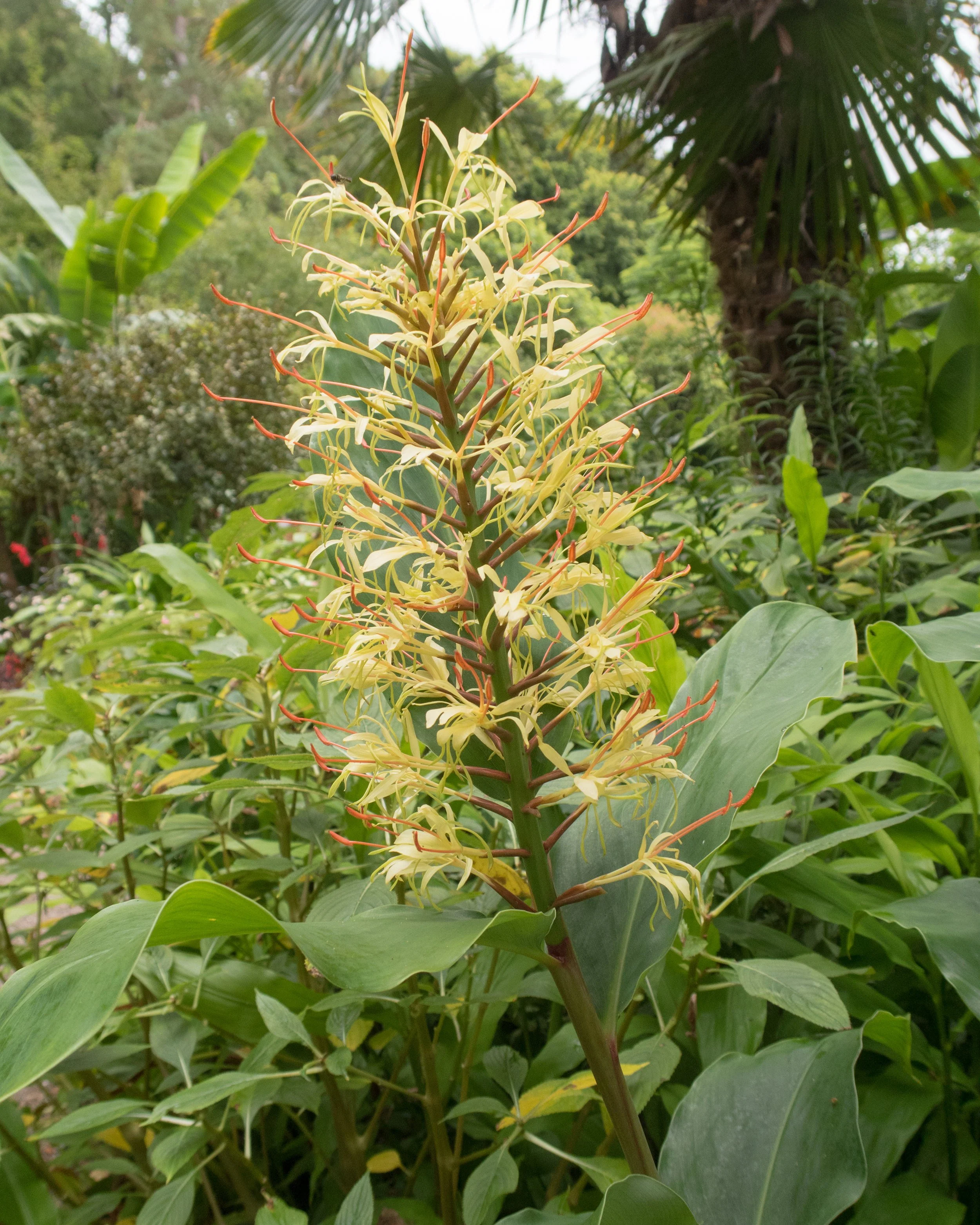 Hedychium gardnerianum - Image 7