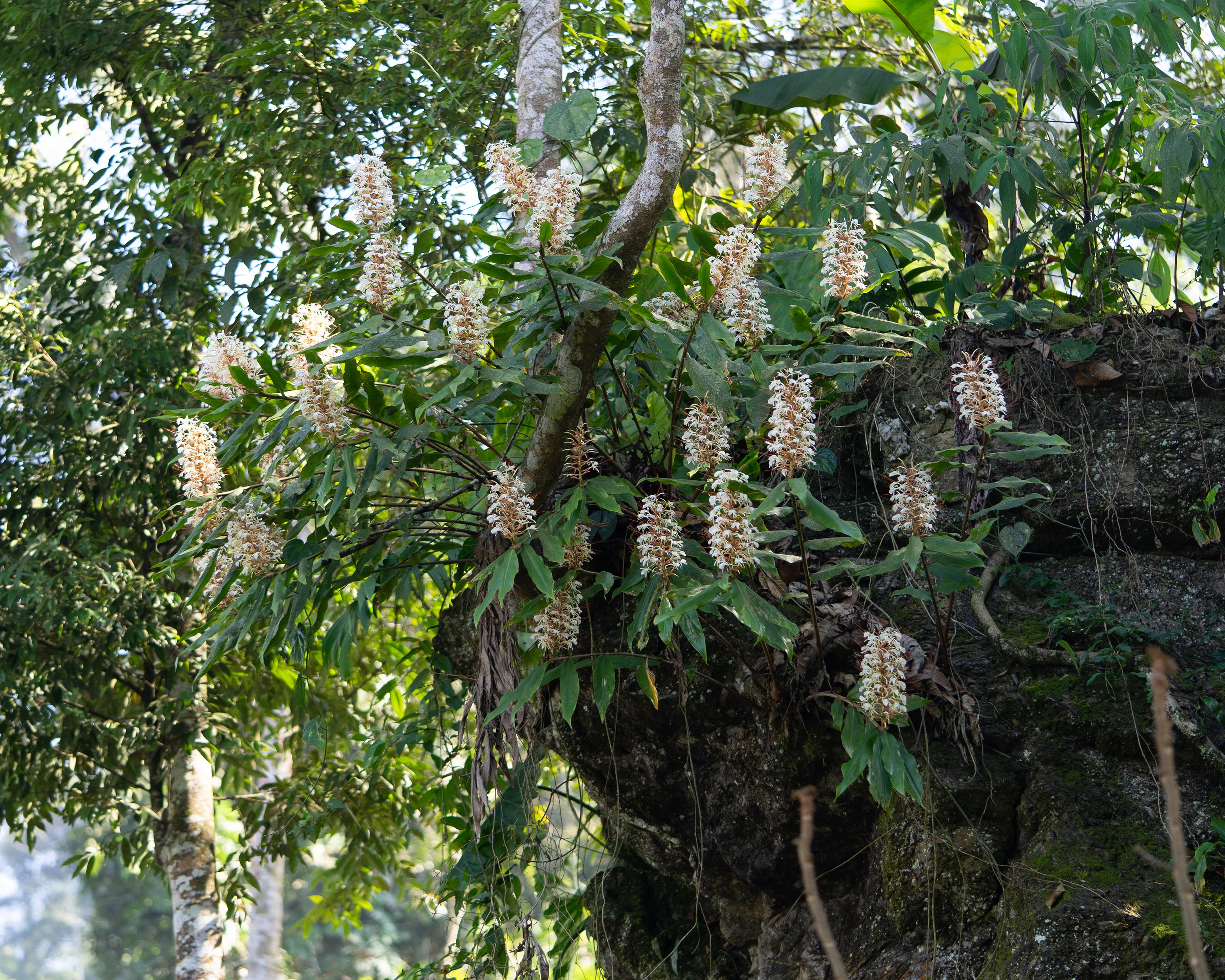 Hedychium griffithianum - Image 2