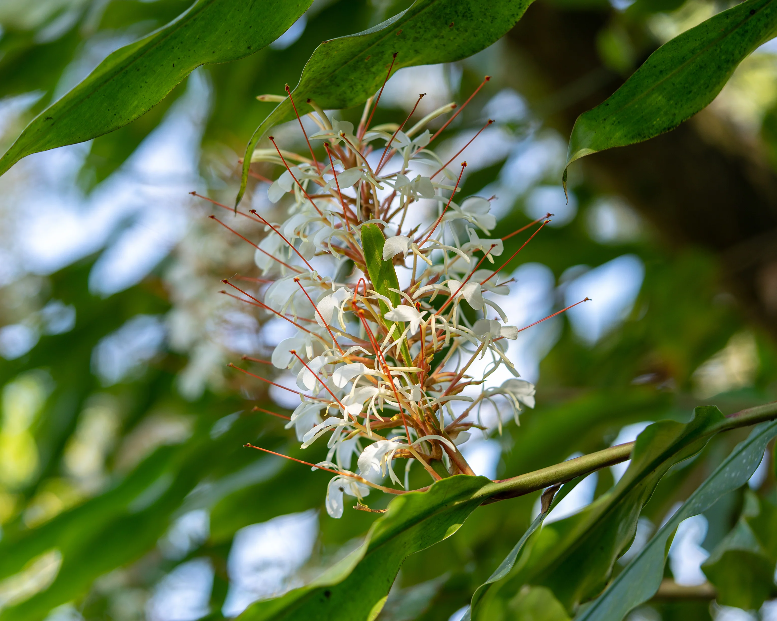 Hedychium griffithianum - Image 3