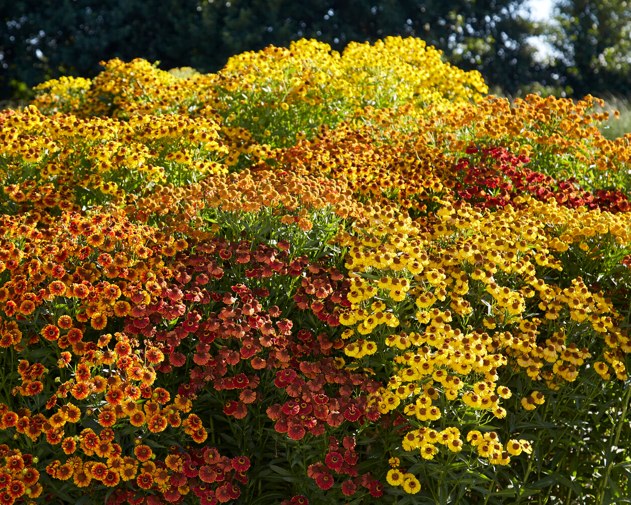 Helenium collection 'Paella' - Image 2