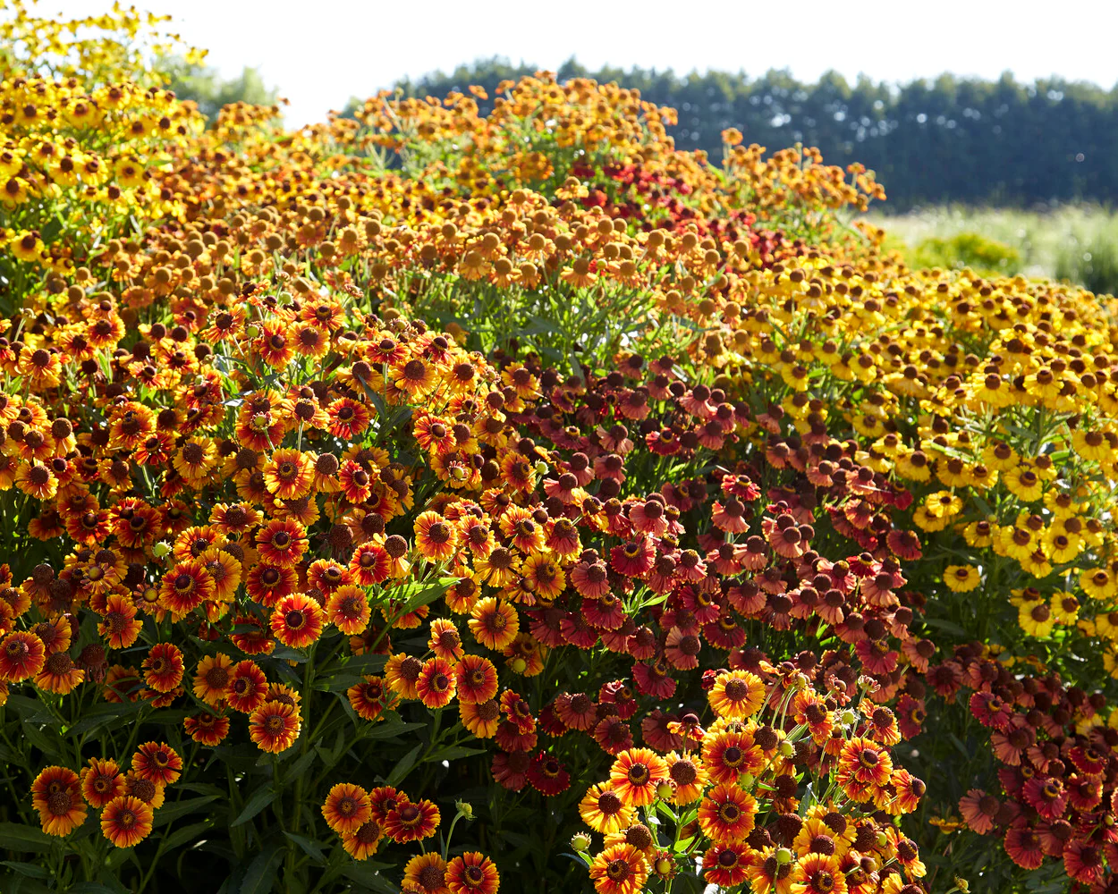 Helenium collection 'Paella' - Image 4