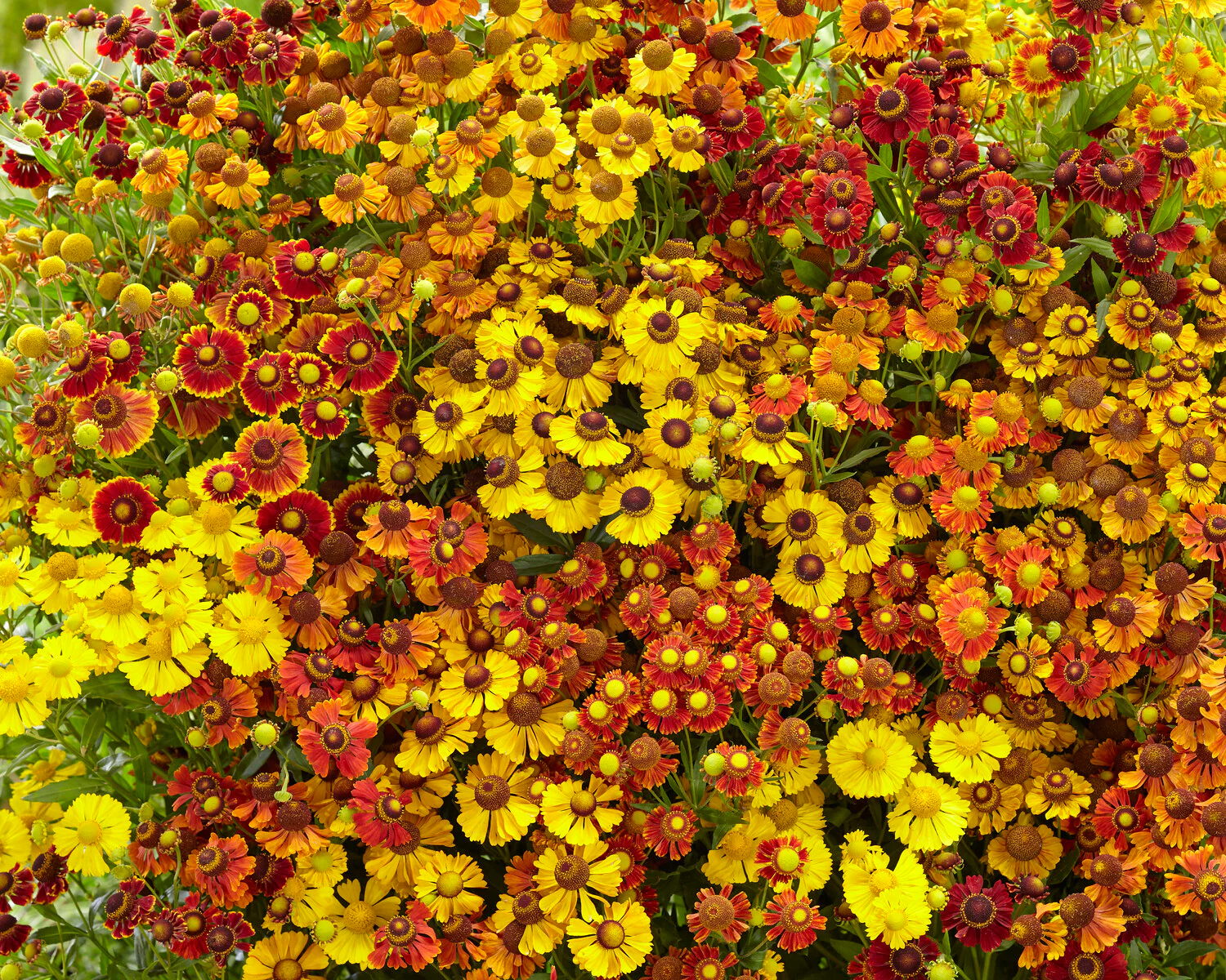 Helenium collection 'Paella' - Image 5