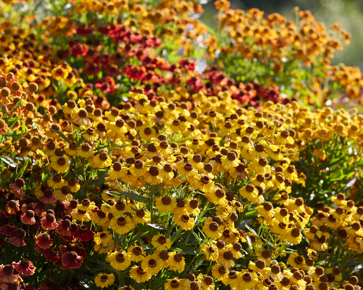 Helenium collection 'Paella' - Image 7