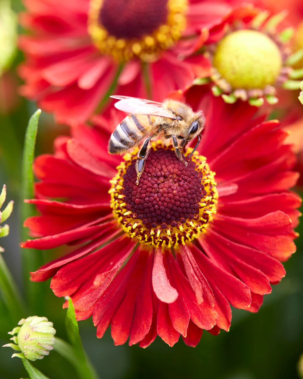 Helenium 'Ranchera' - Image 3