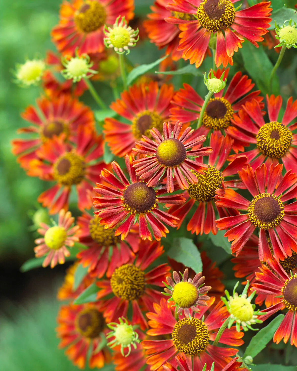 Helenium 'Siesta' - Image 10