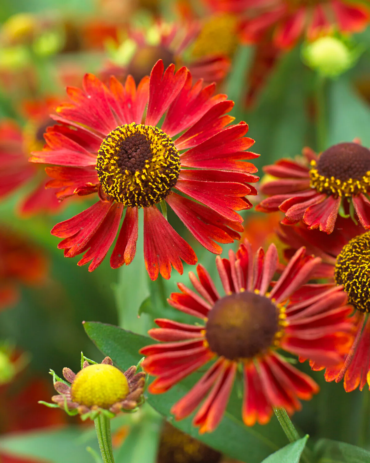 Helenium 'Siesta' - Image 2