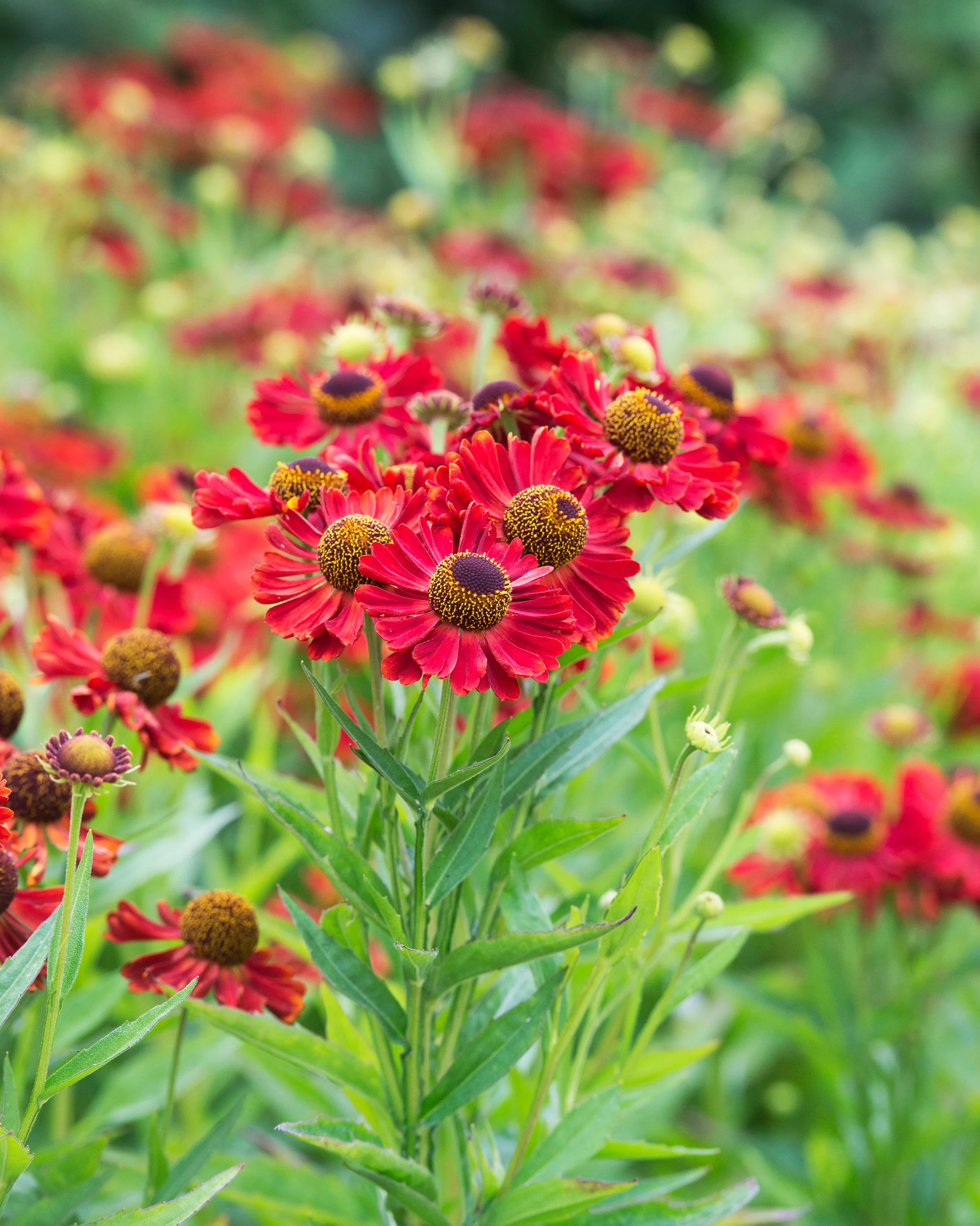 Helenium 'Siesta' - Image 3