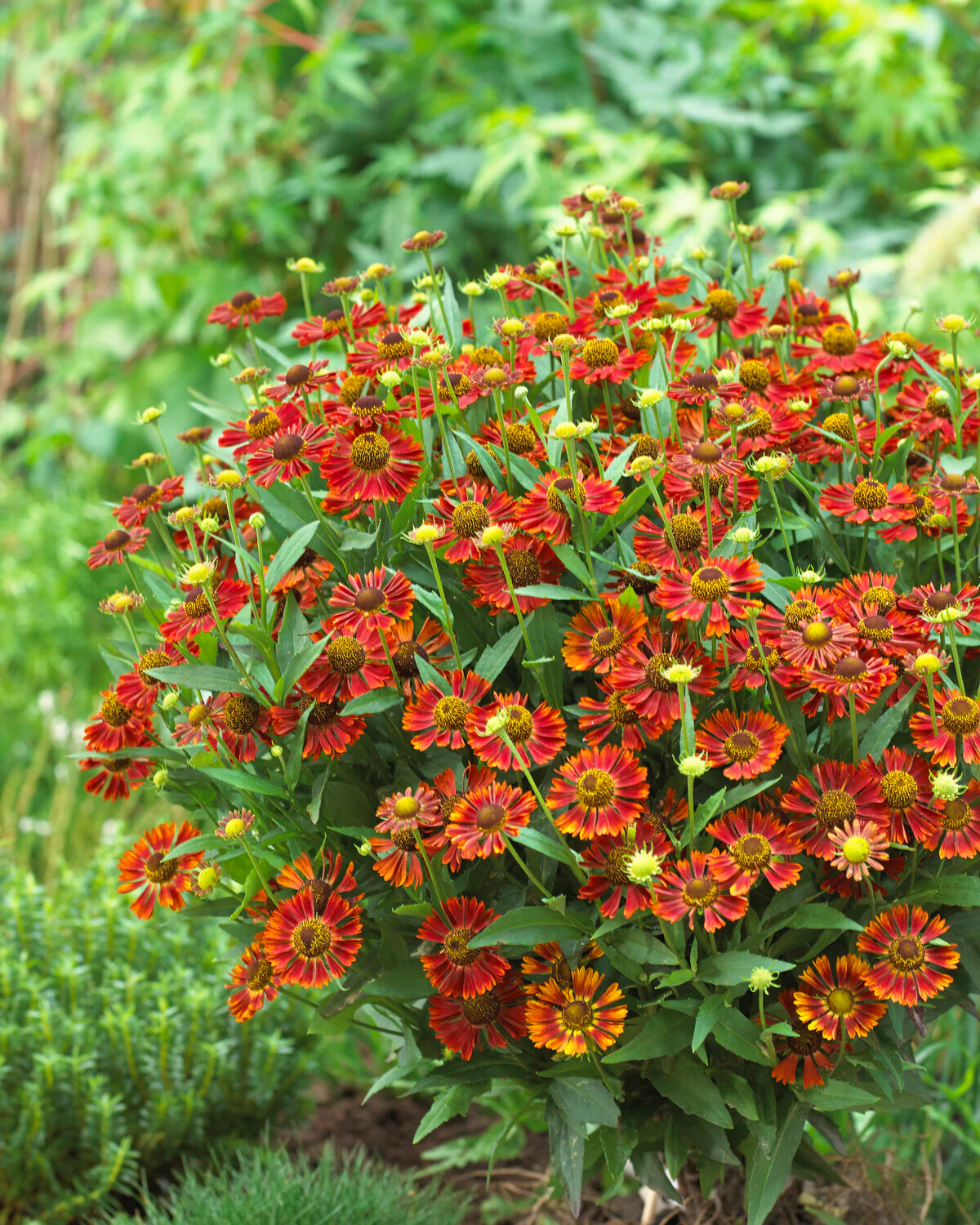 Helenium 'Siesta' - Image 4