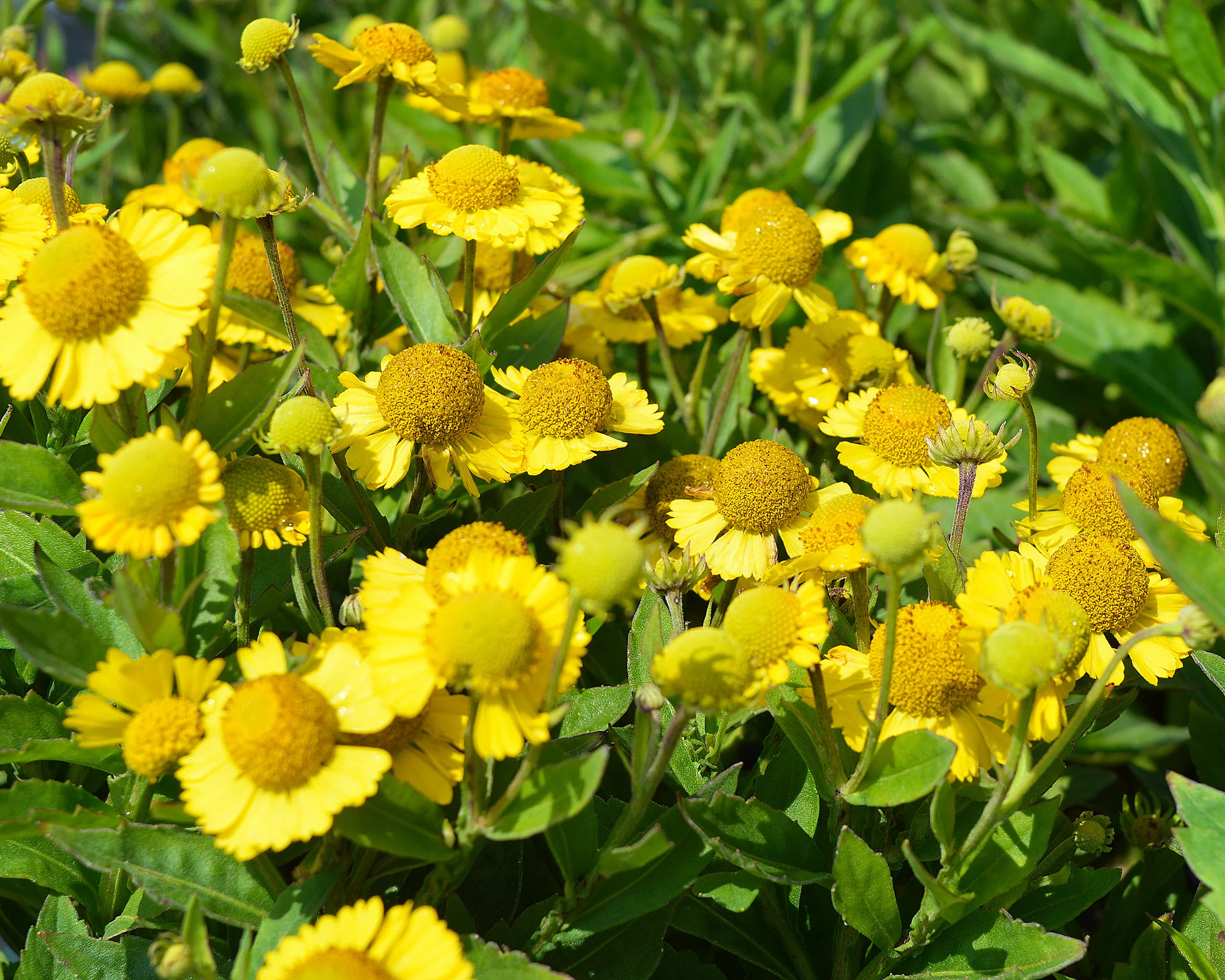 Helenium 'Sombrero' - Image 7