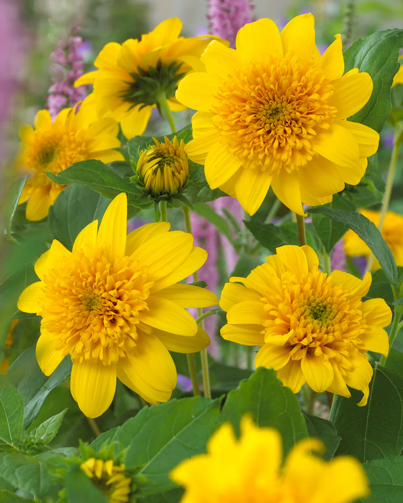 Helianthus 'Happy Days' - Image 2