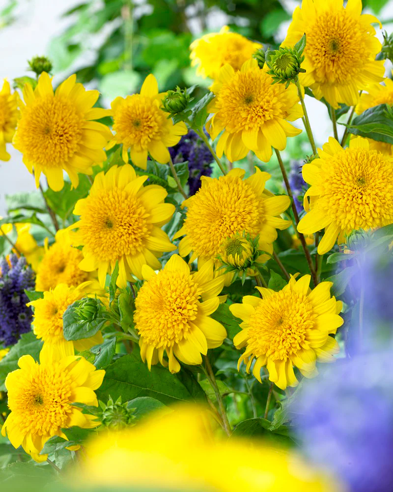 Helianthus 'Happy Days' - Image 3
