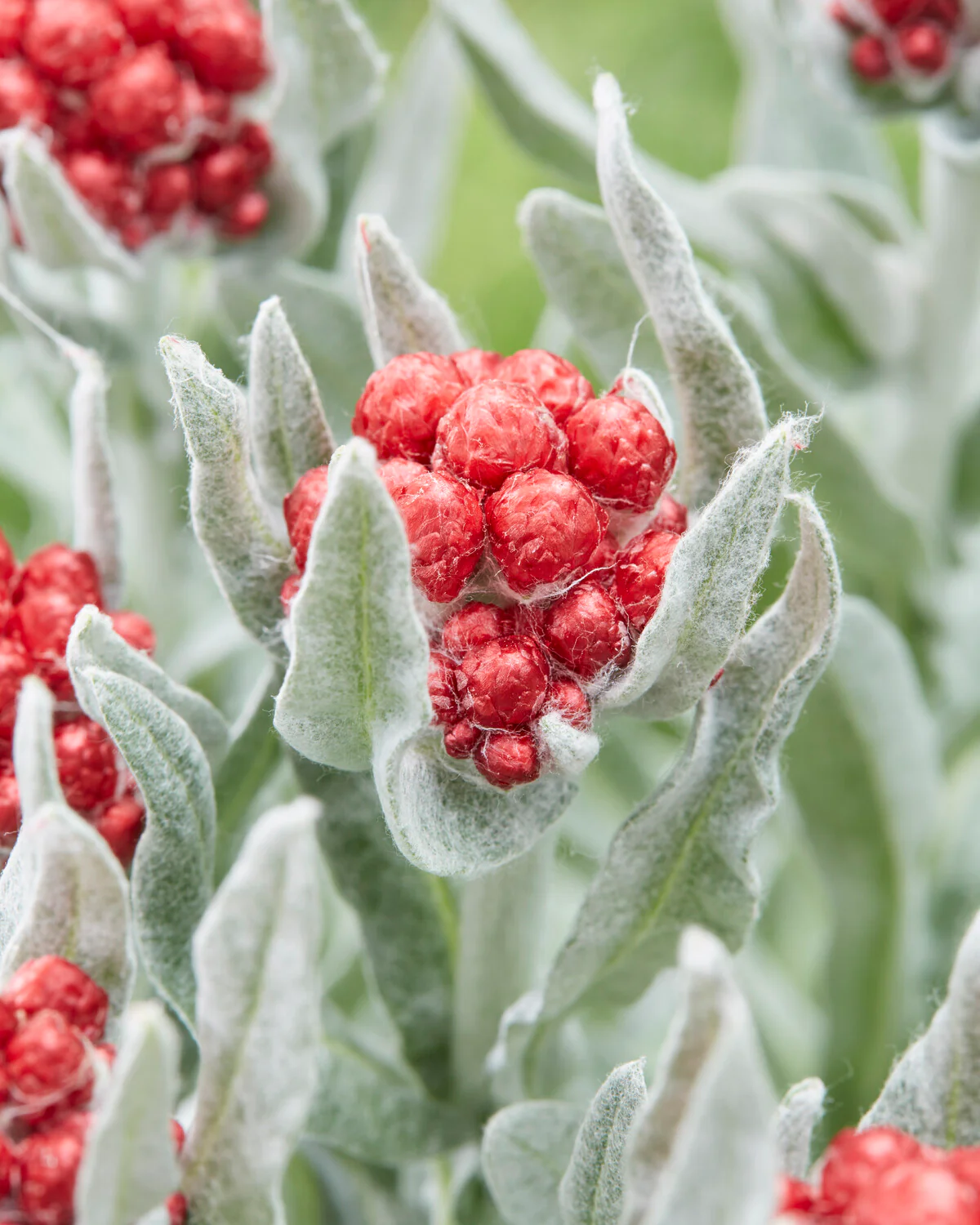 Helichrysum 'Red Jewel' - Image 2