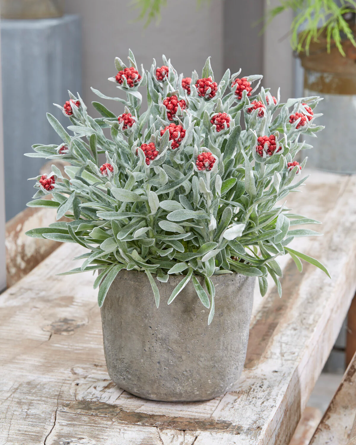 Helichrysum 'Red Jewel' - Image 5