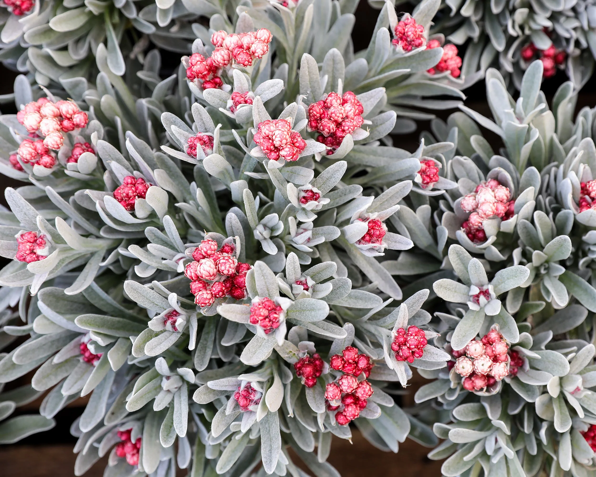Helichrysum 'Red Jewel' - Image 6