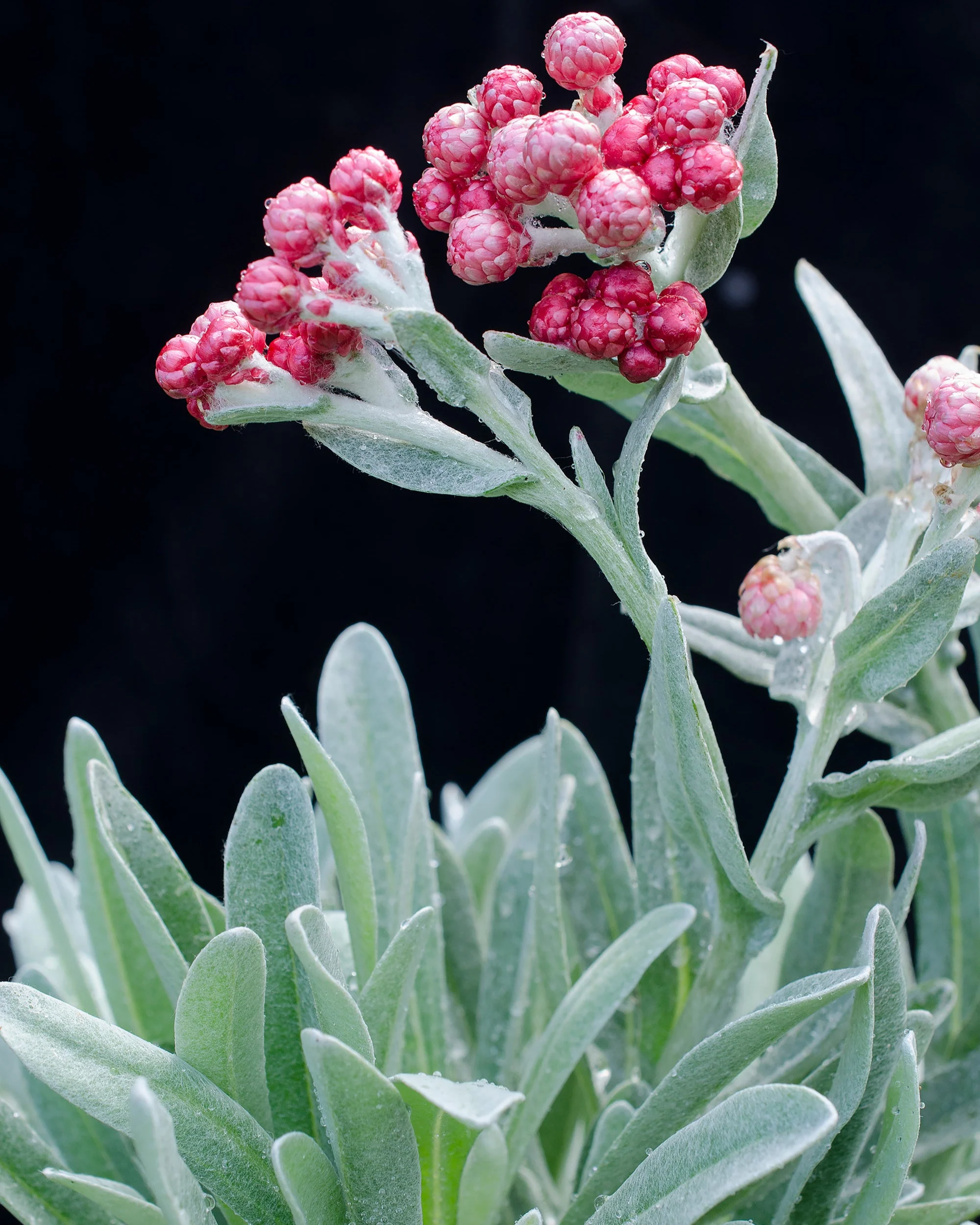 Helichrysum 'Red Jewel' - Image 8